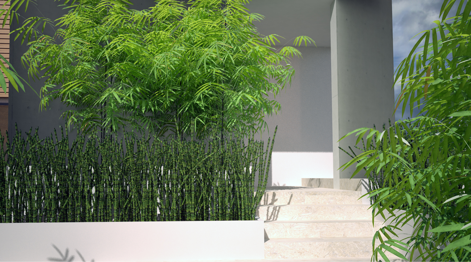 bambu', piante acquatiche, equisetum