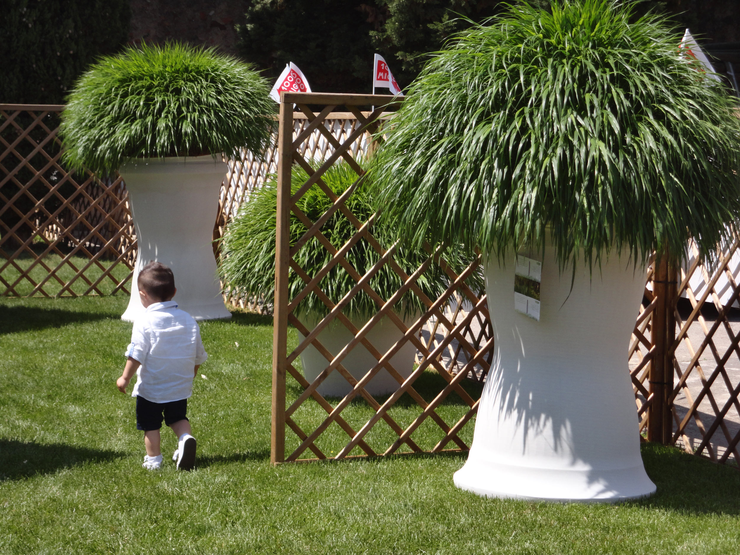 hakonechloa macra