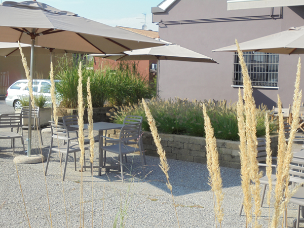 Calamagrostis x acutiflora