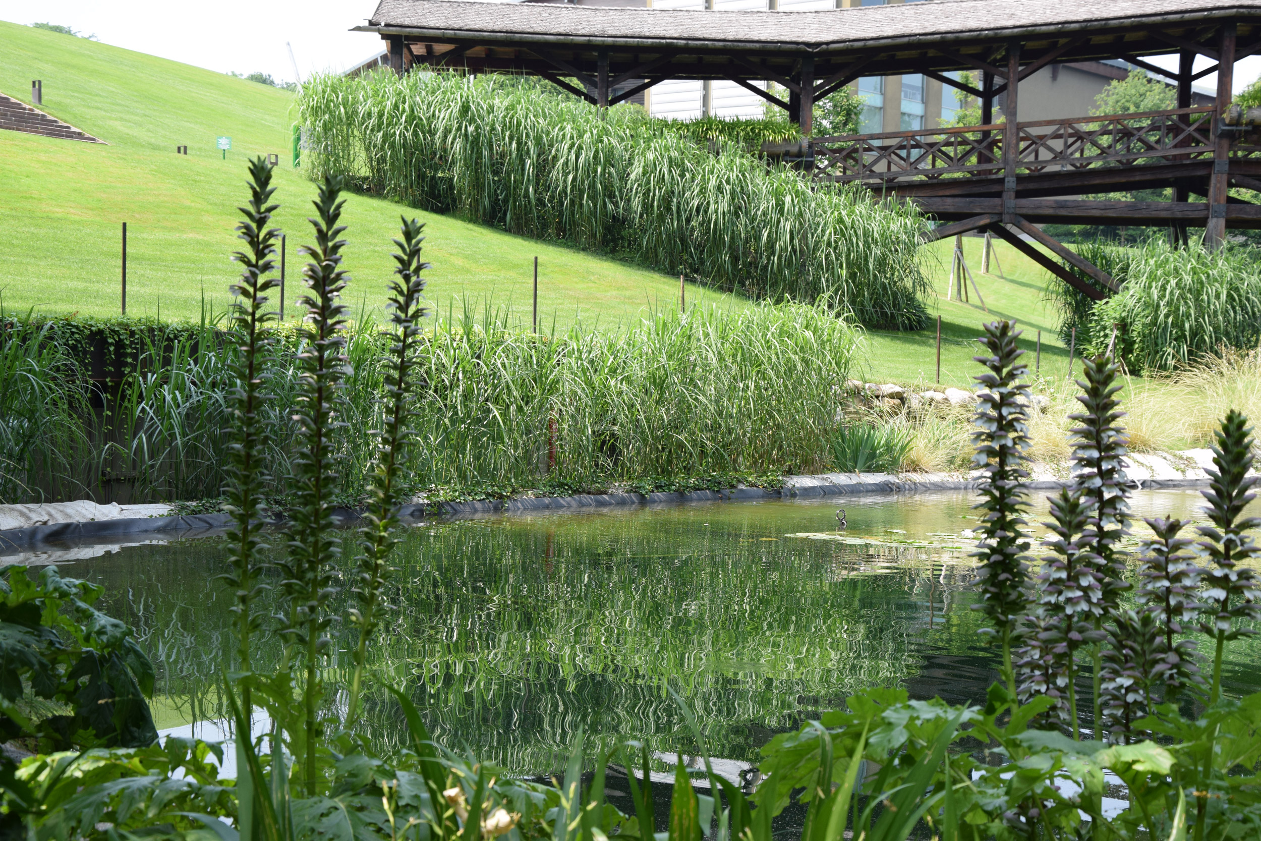 acanthus mollis, iris japonica