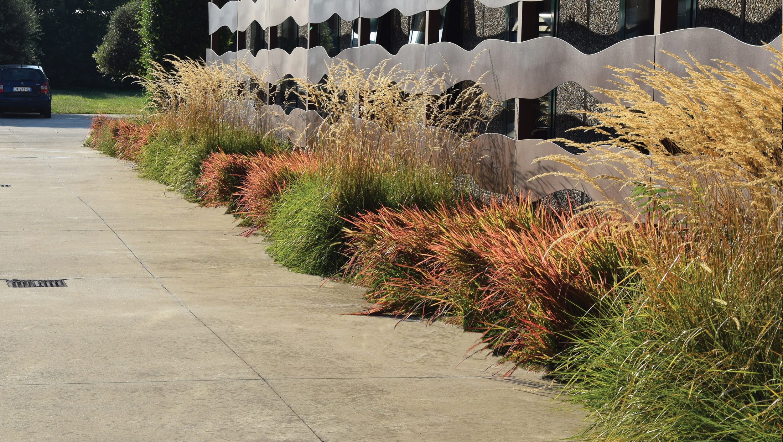 imperata cilindrica red baron, calamagrosti x acutiflora Karl Foester, 