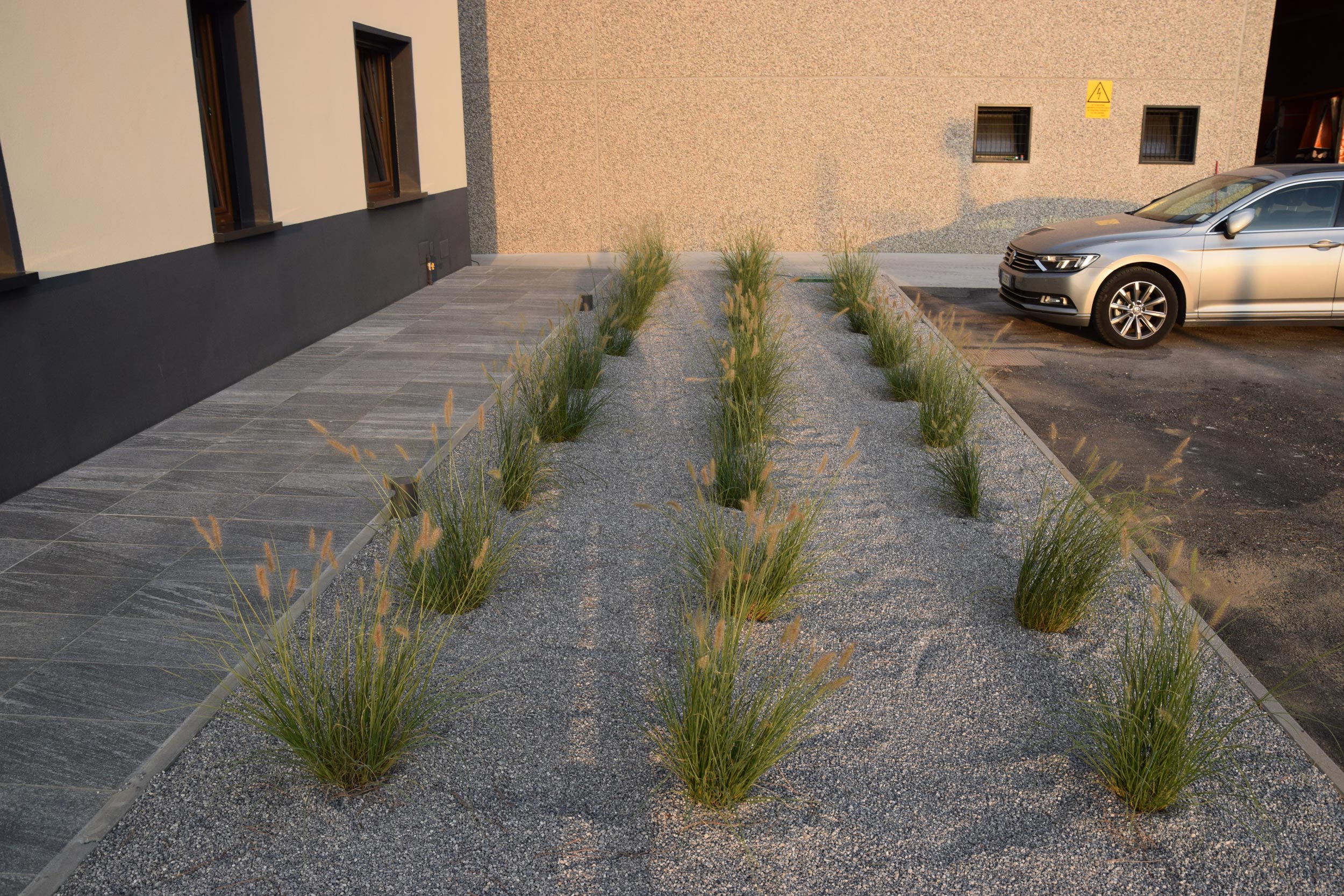 pennisetum alopecuroides Hameln,