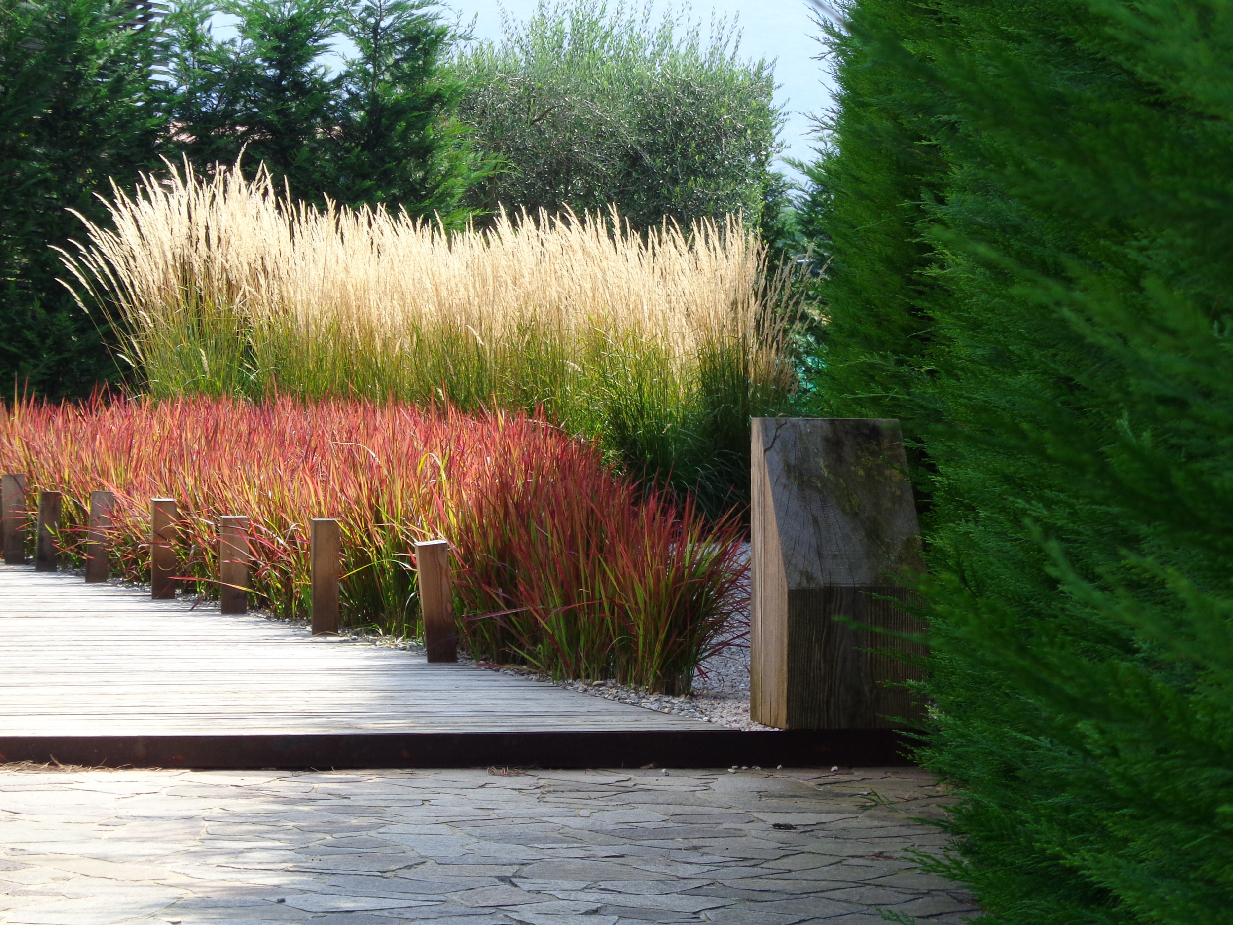 graminacee, Imperata cilindrica, Calamagrostis x acutiflora, pontile in legno