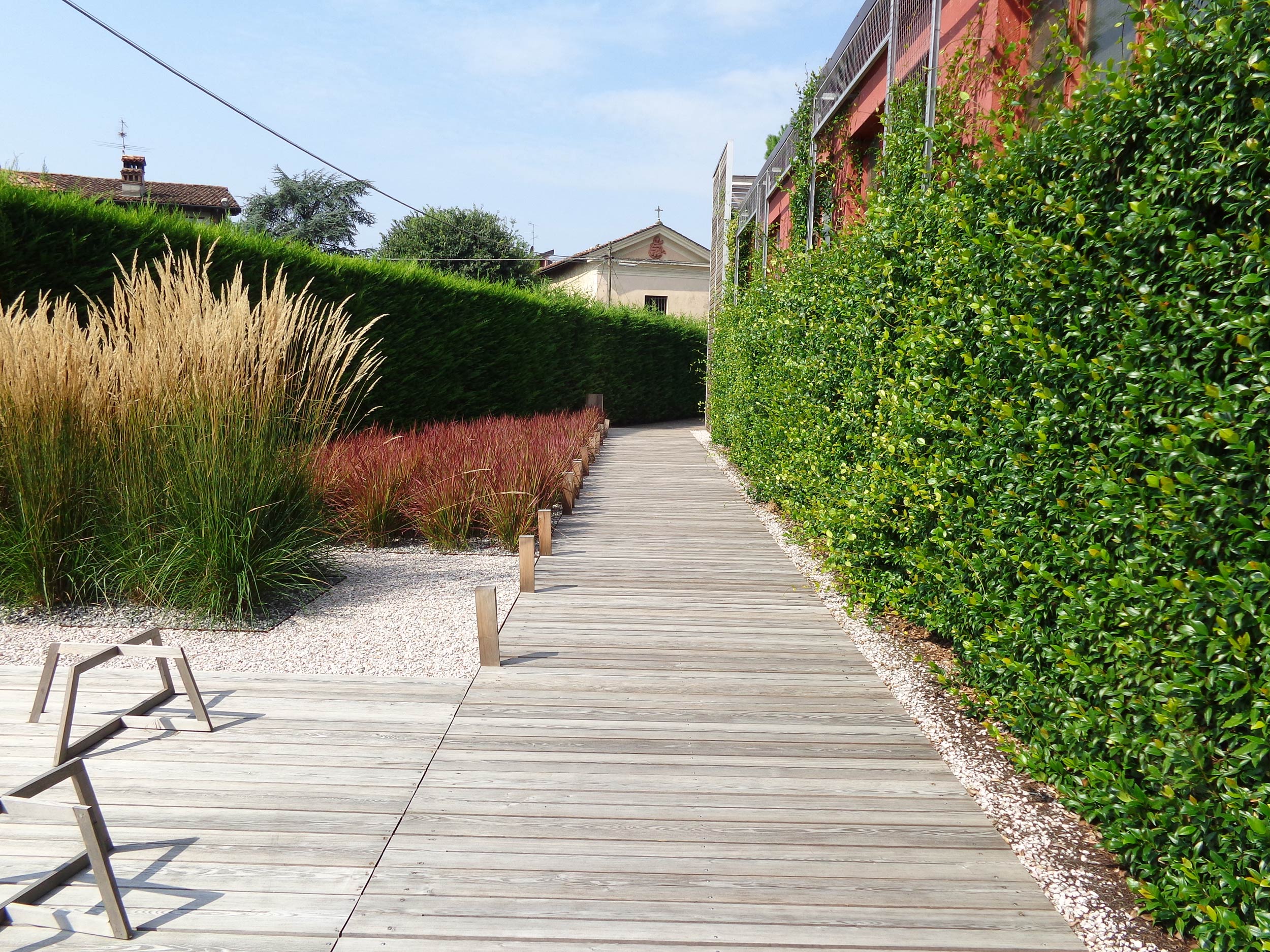 separé di graminacee, Imperata cilindrica, Calamagrostis x acutiflora,