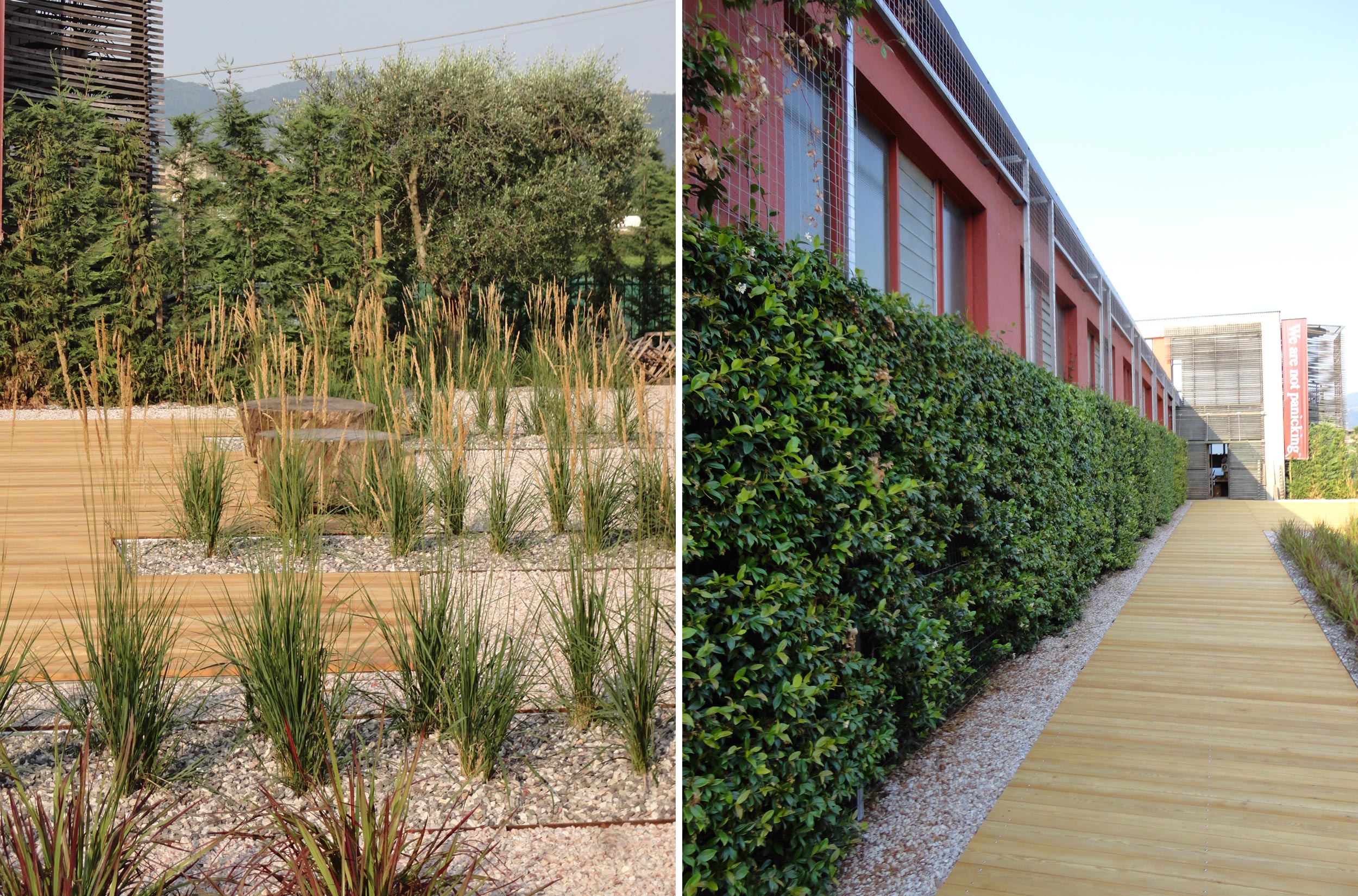 Calamagrostis x acutiflora, falso gelsomino, trachelospermun jasminoides