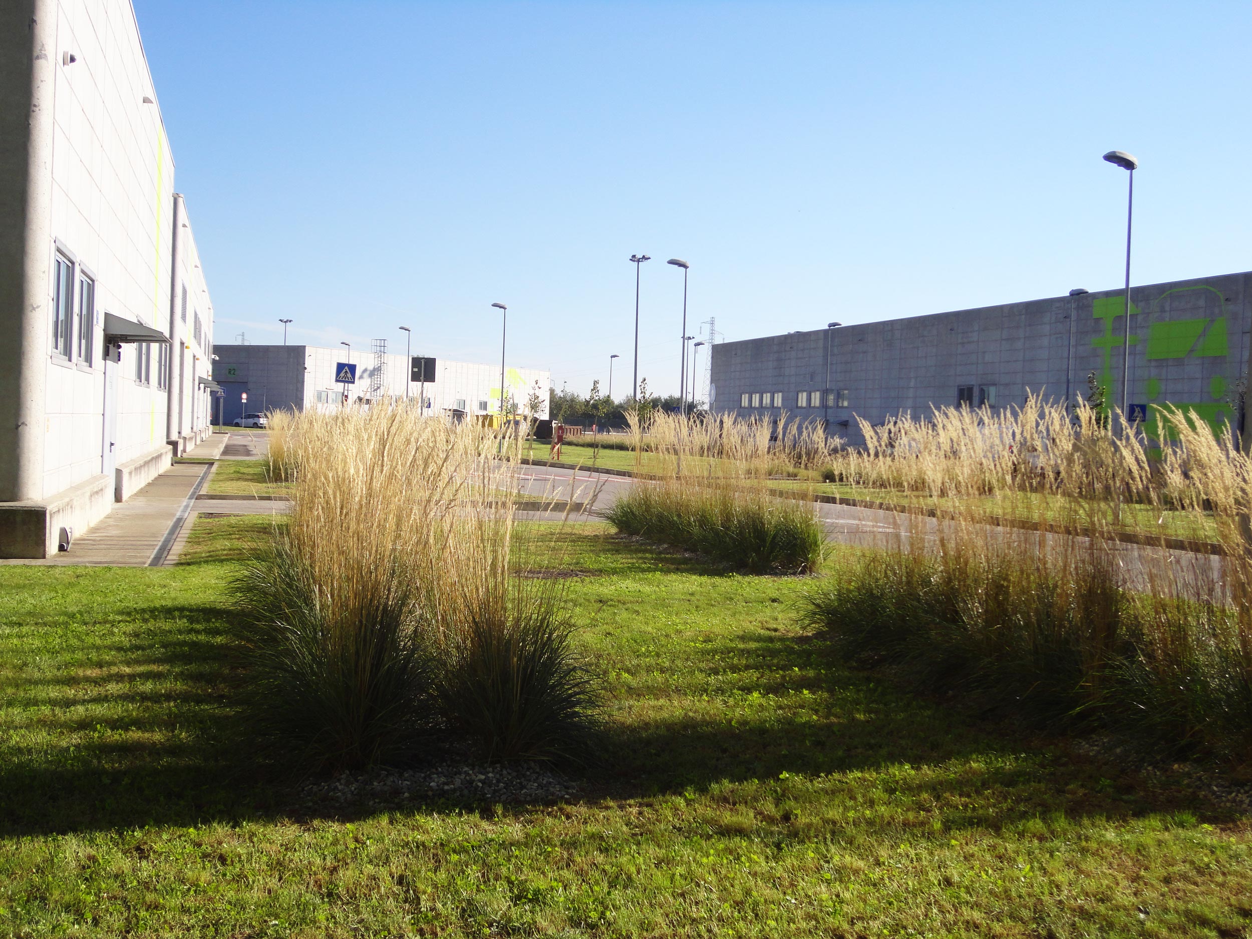 Calamagrostis x acutiflora