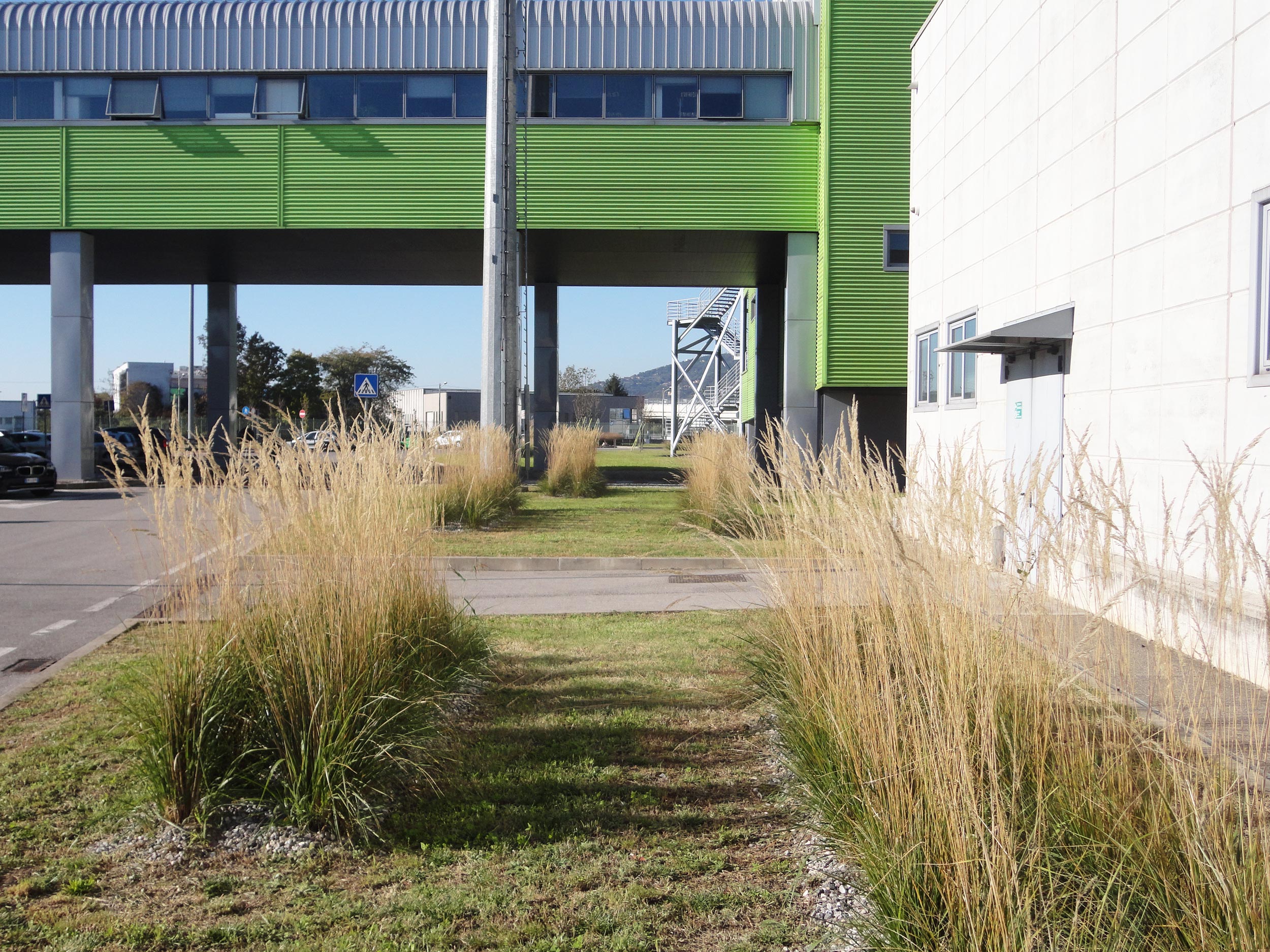 Calamagrostis x acutiflora