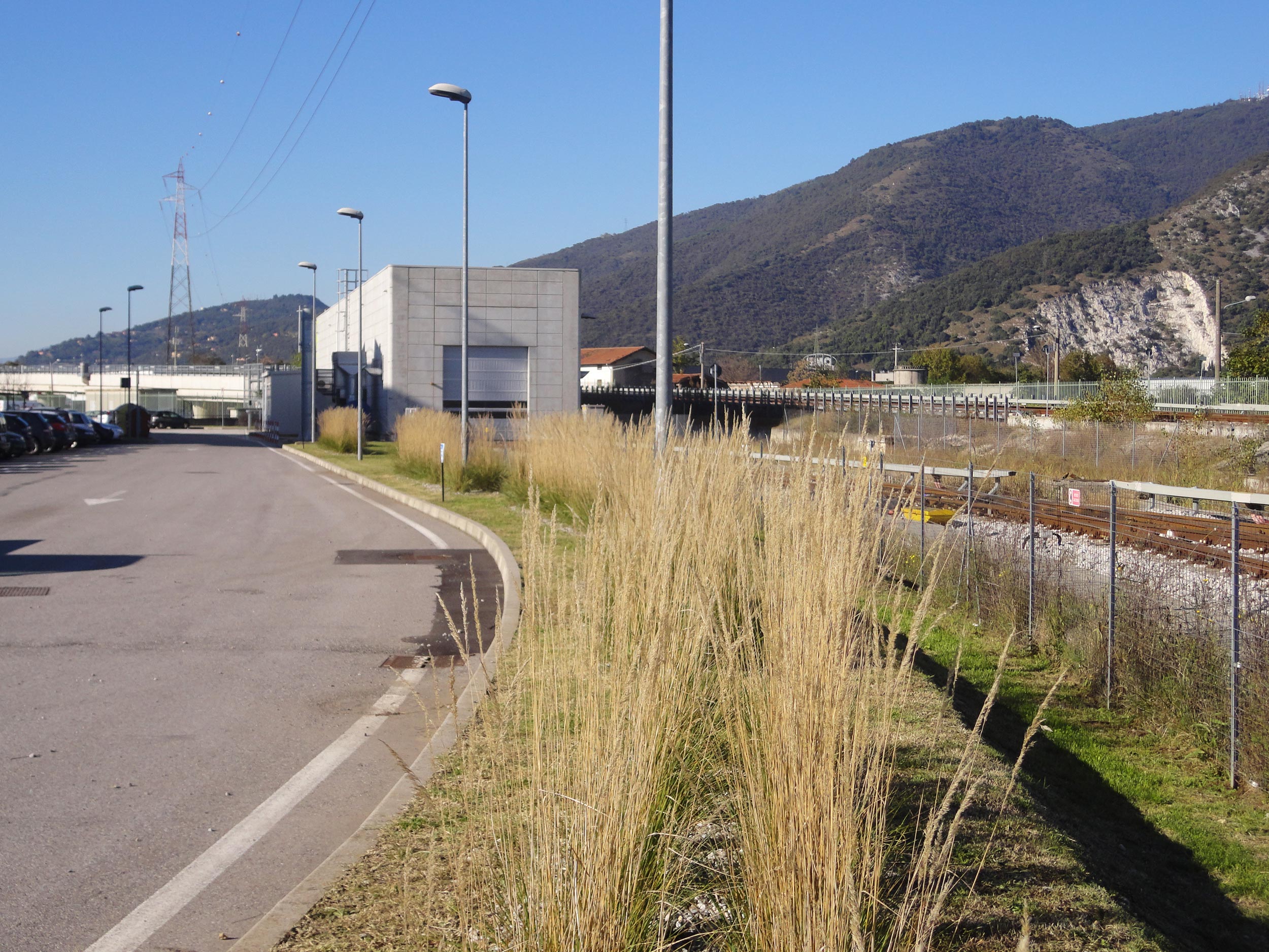 Calamagrostis x acutiflora