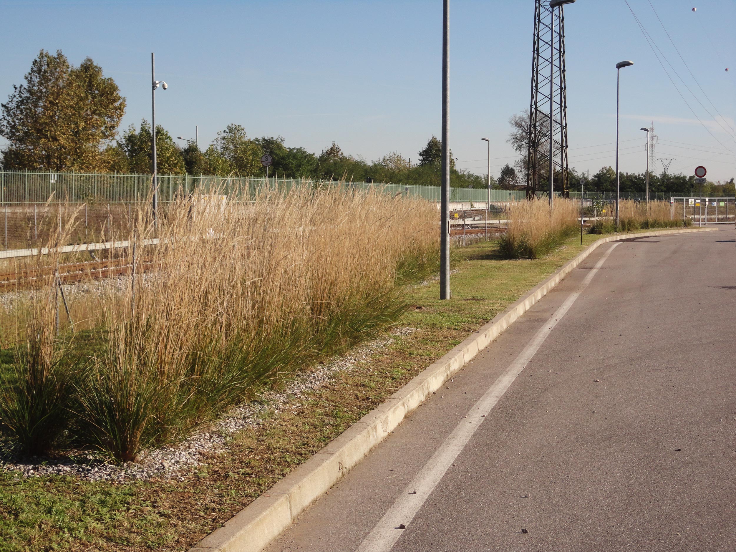Calamagrostis x acutiflora