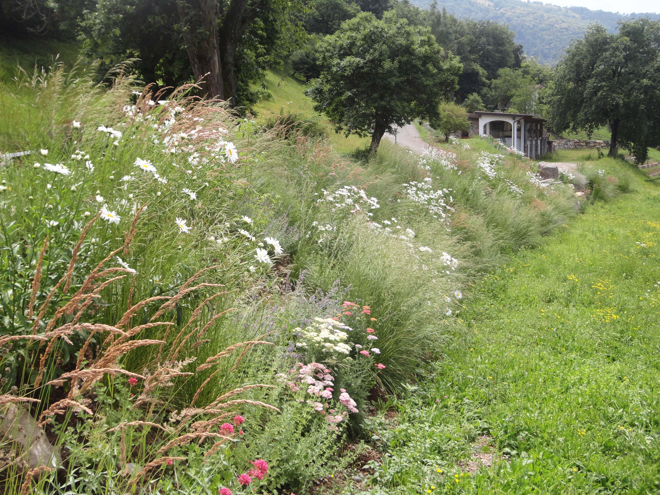 graminacee, erbacee perenni, Calamagrostis x acutiflora, Deschampsia cespitosa, 