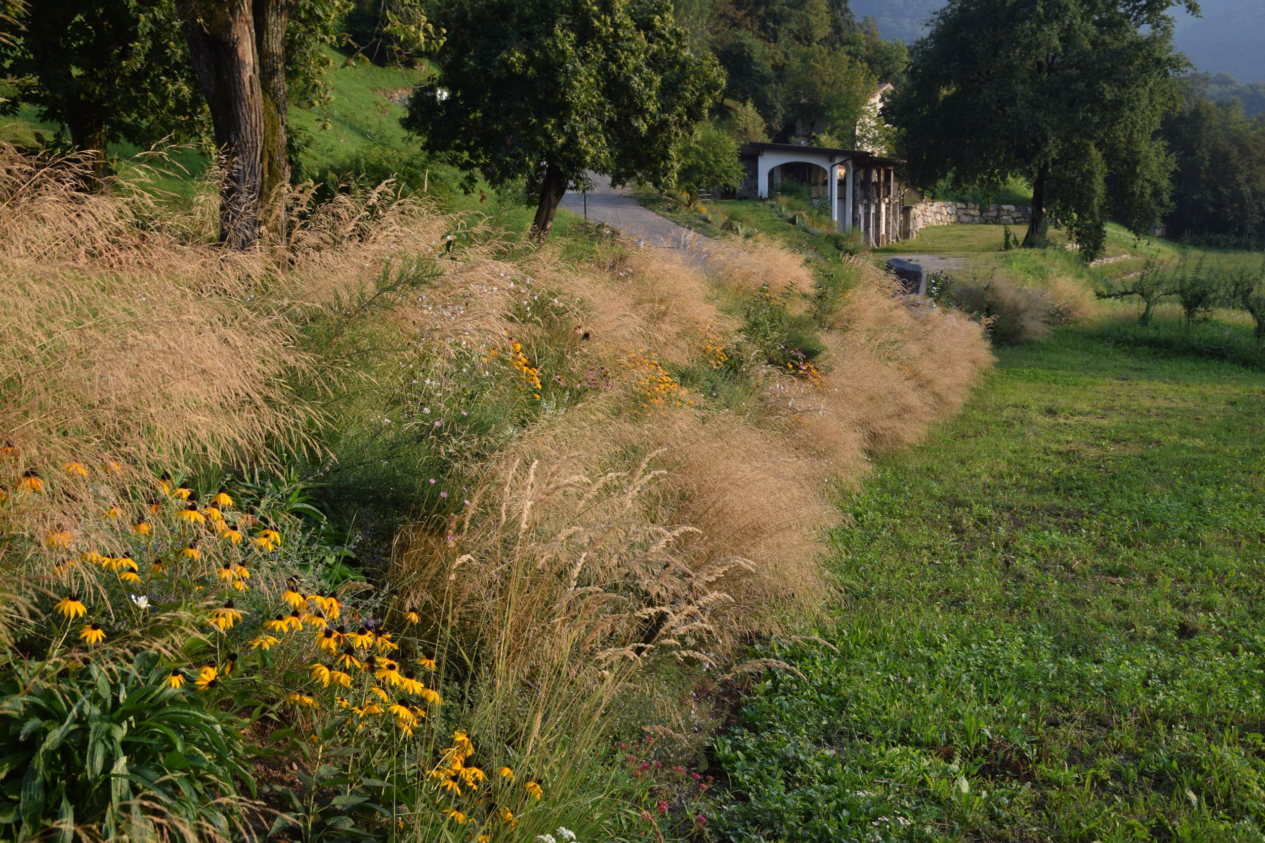 Deschampsia cespitosa, 