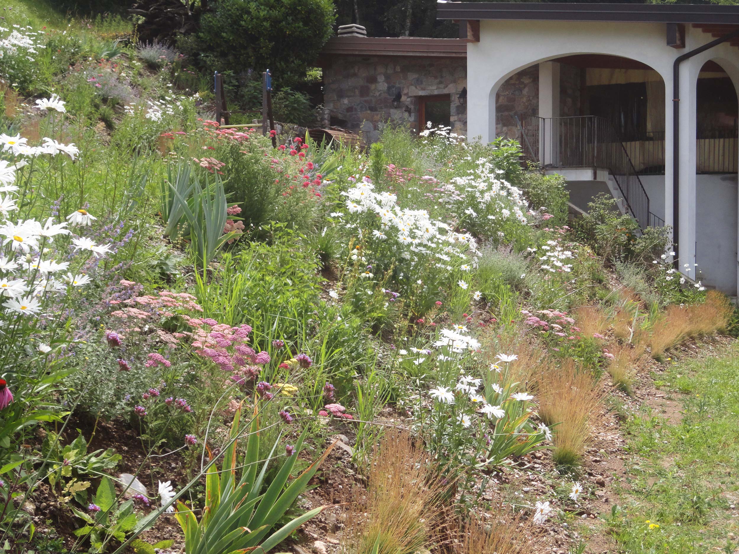 erbacee perenni, graminacee, calamagrostis x acutiflora