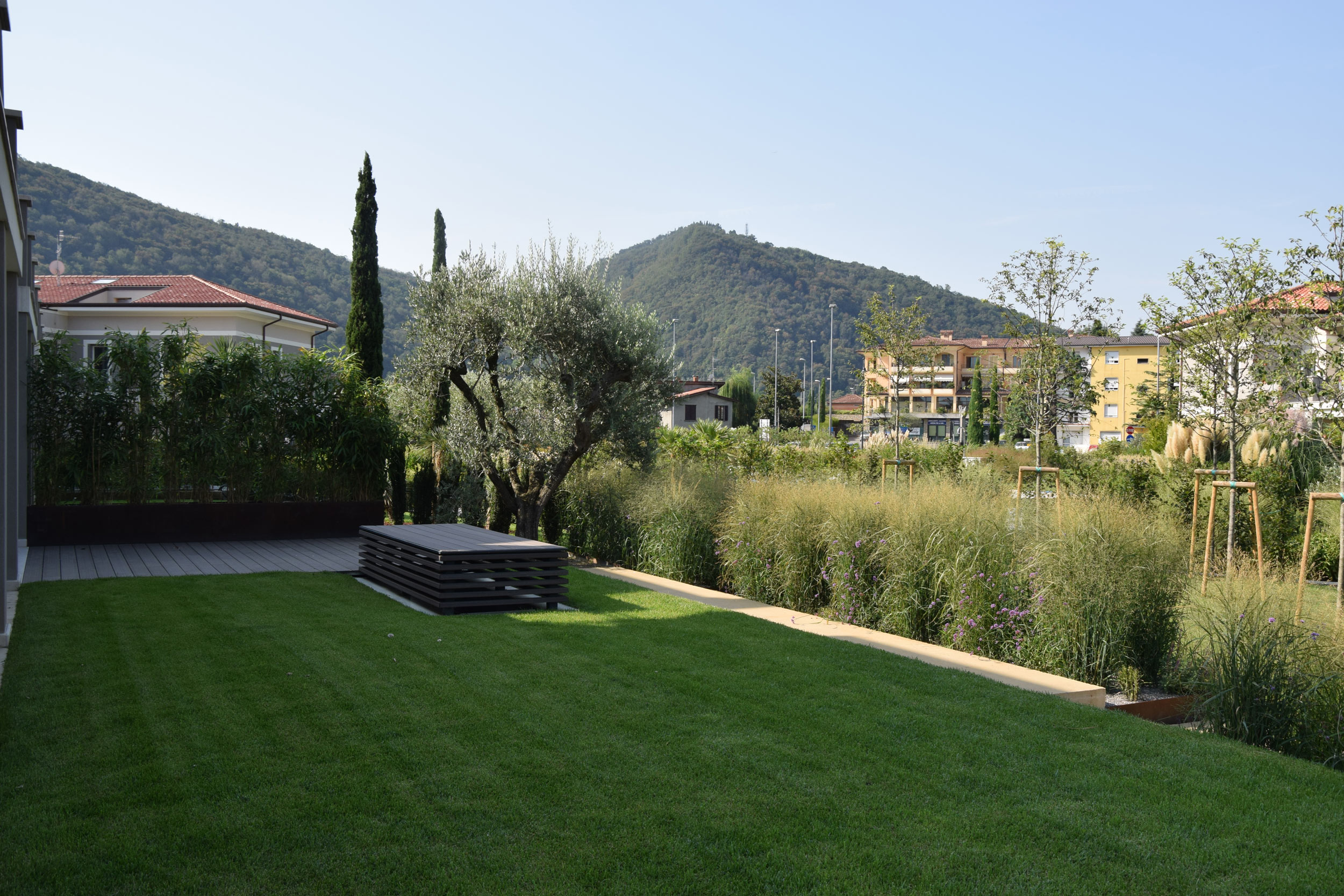 Miscanthus sinensis Gracillimus, Olea, terrazzamento del giardino, lamiere in acciaio corten