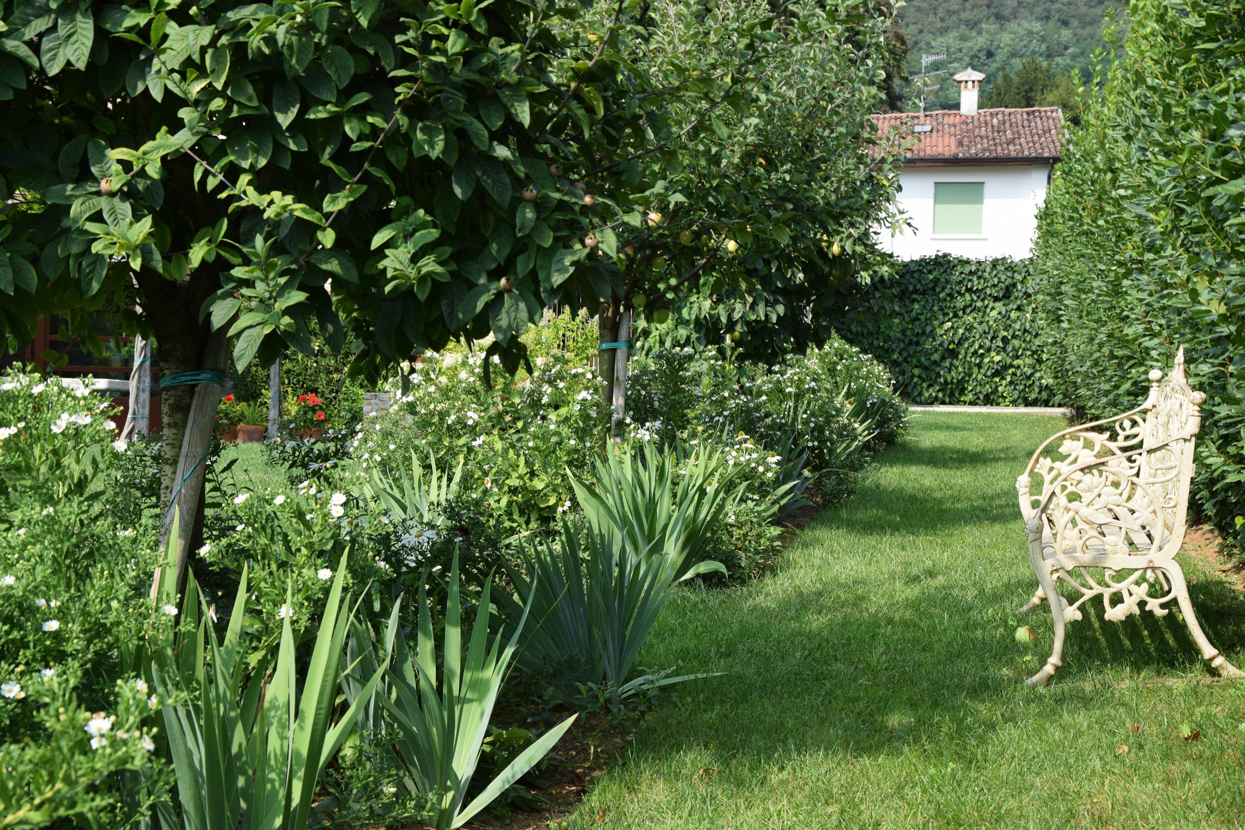 aiuole ebracee perenni, aster pringlei montecassino, Iris dalmatica, echinacea purpurea