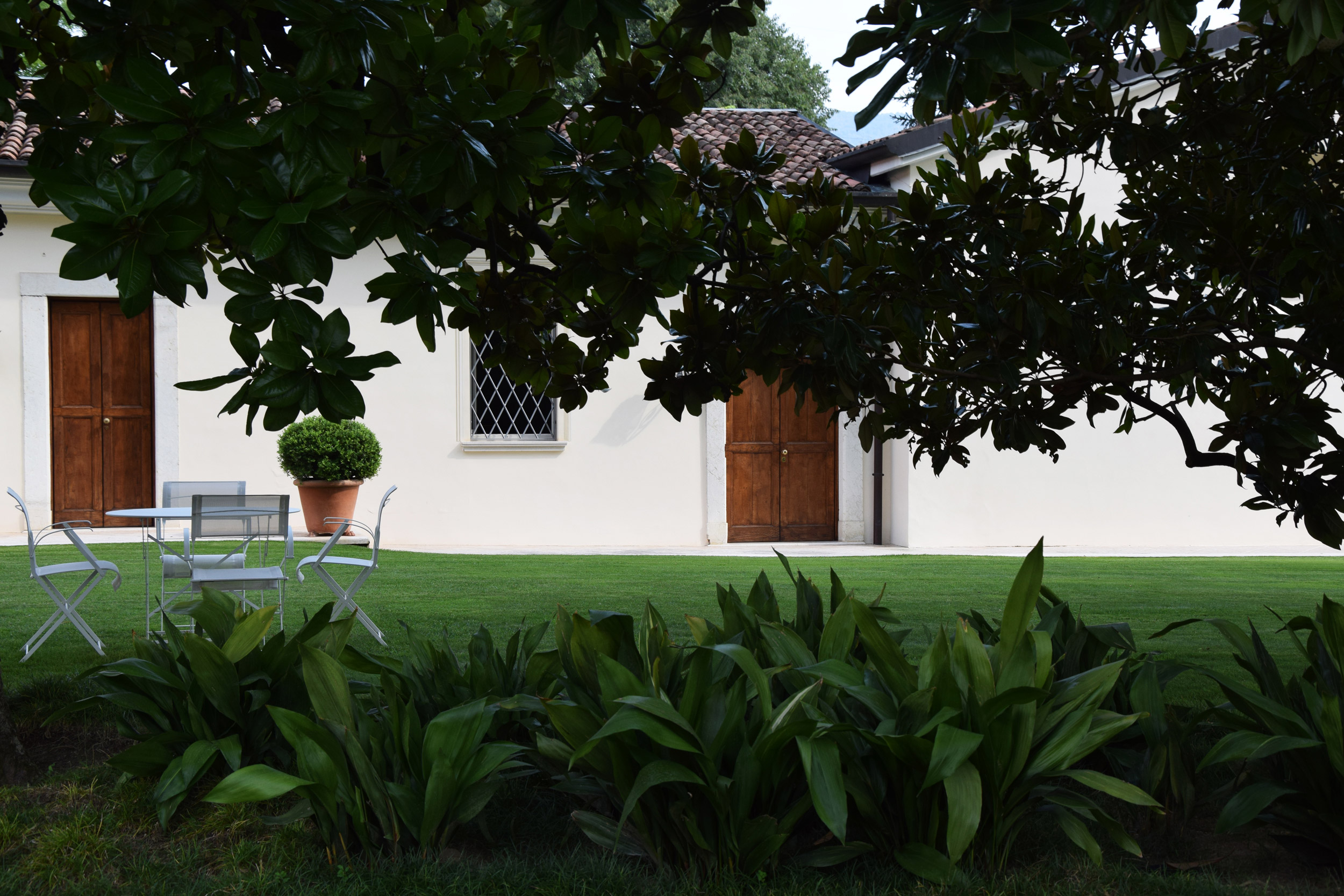 magnolia grandiflora, aspidistra elatior, 