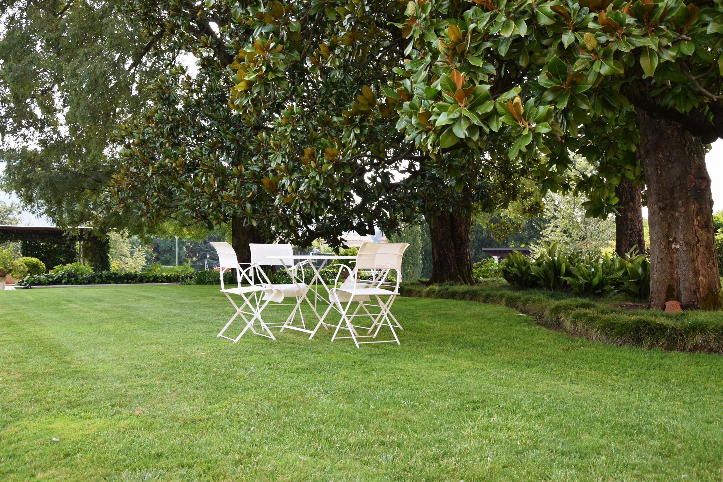 aspidistra elatior, magnolia grandiflora, spazio outdoor