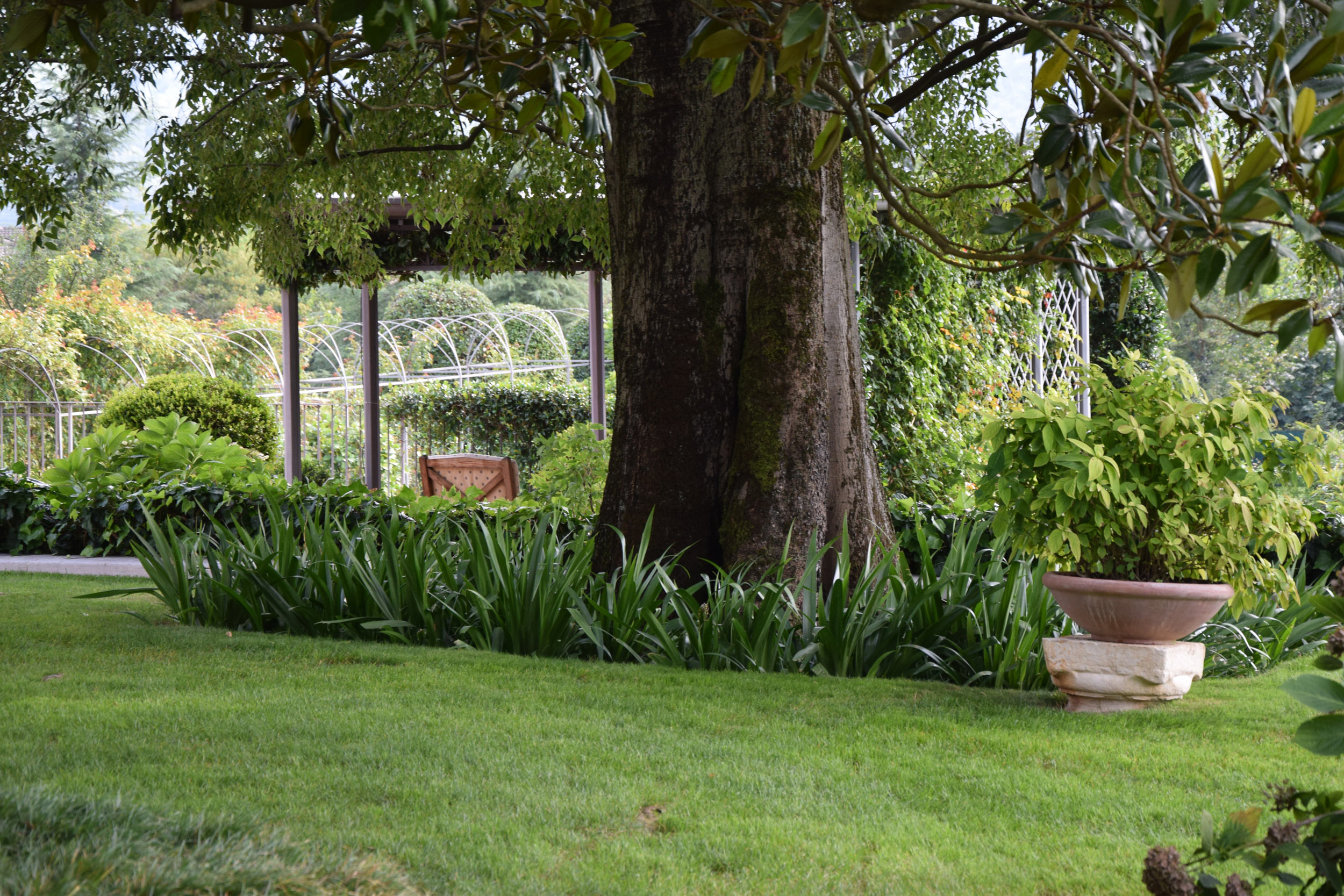 aspidistra elatior, magnolia grandiflora, spazio outdoor, iris japonica