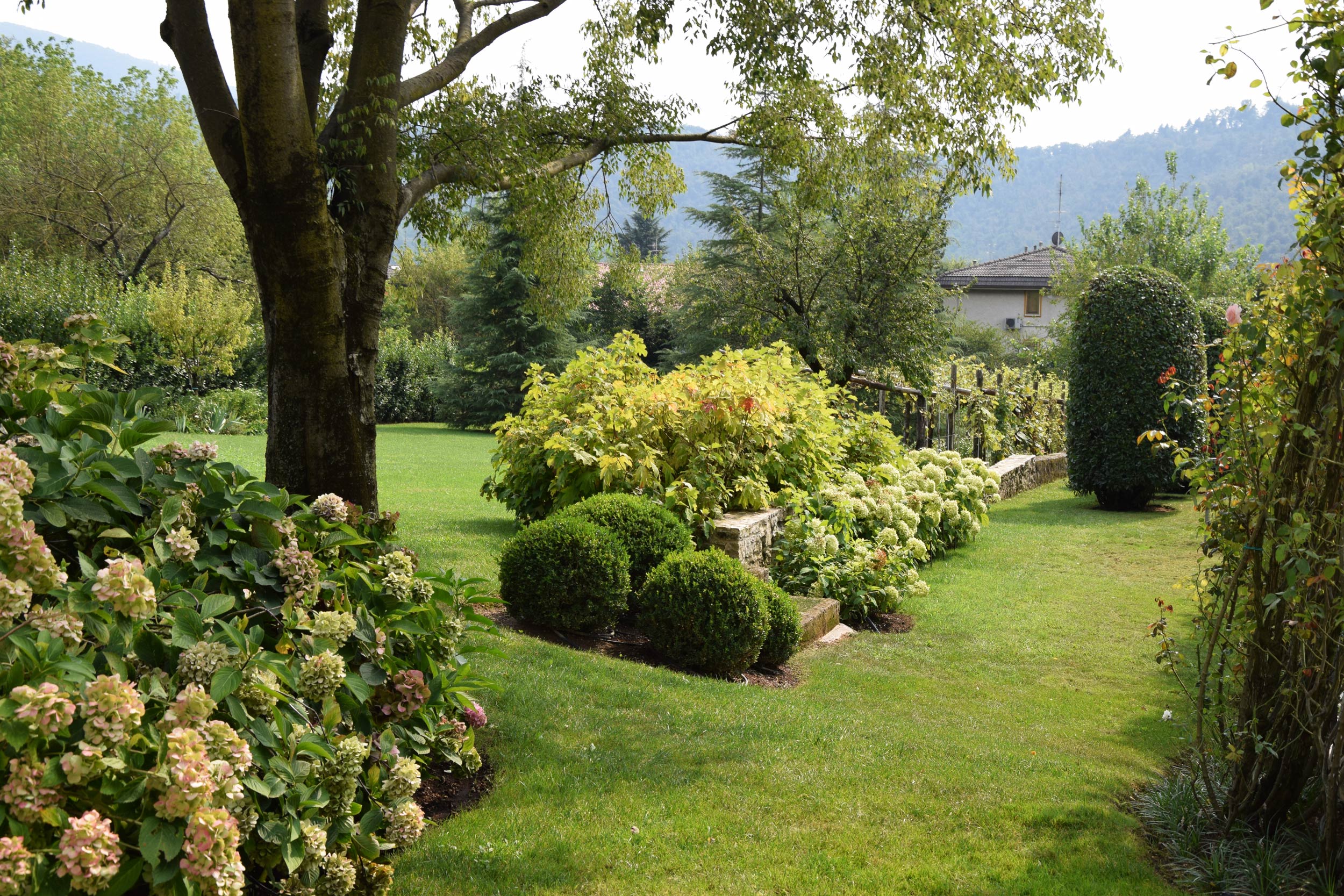 buxus sempervirens, Hydrangea arborescens Annabelle, roseto