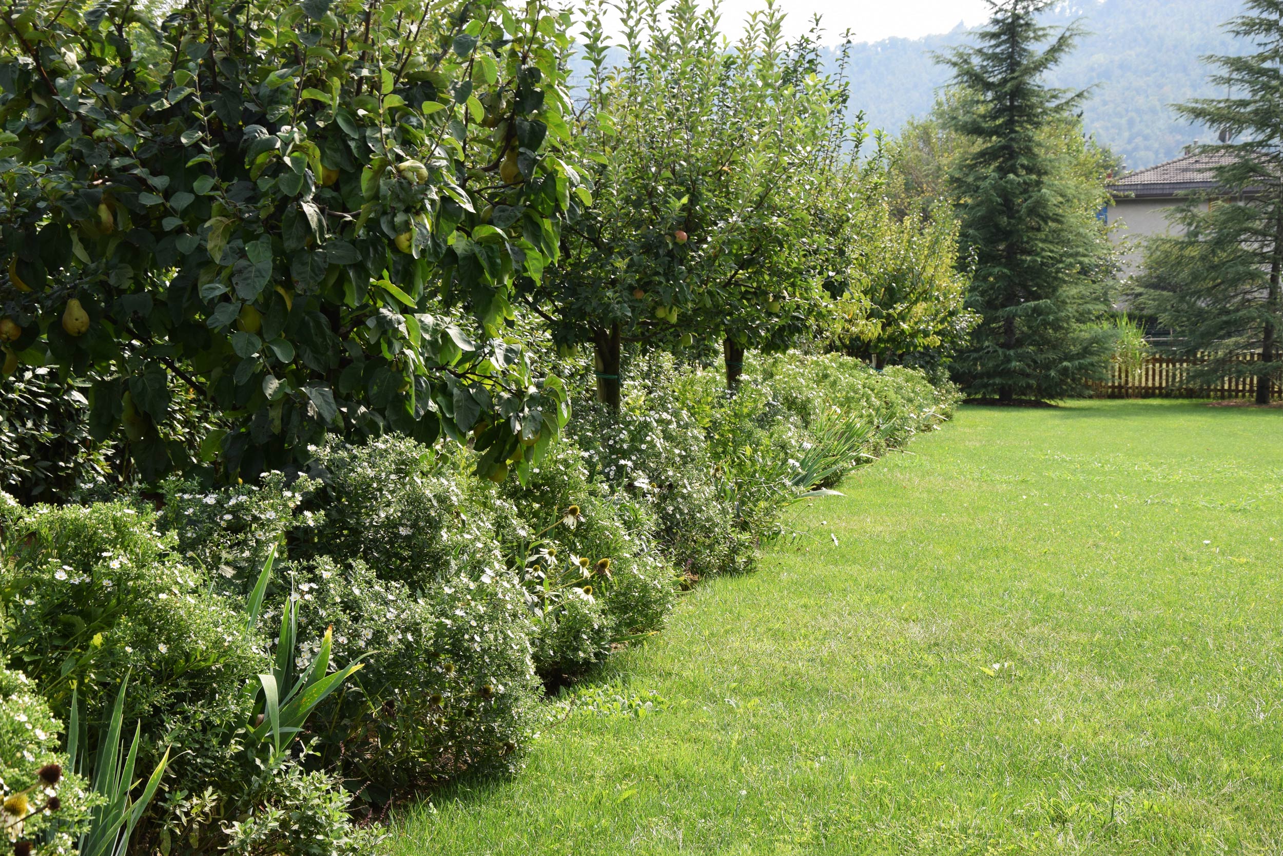 aiuole ebracee perenni, aster pringlei montecassino, Iris dalmatica, echinacea purpurea