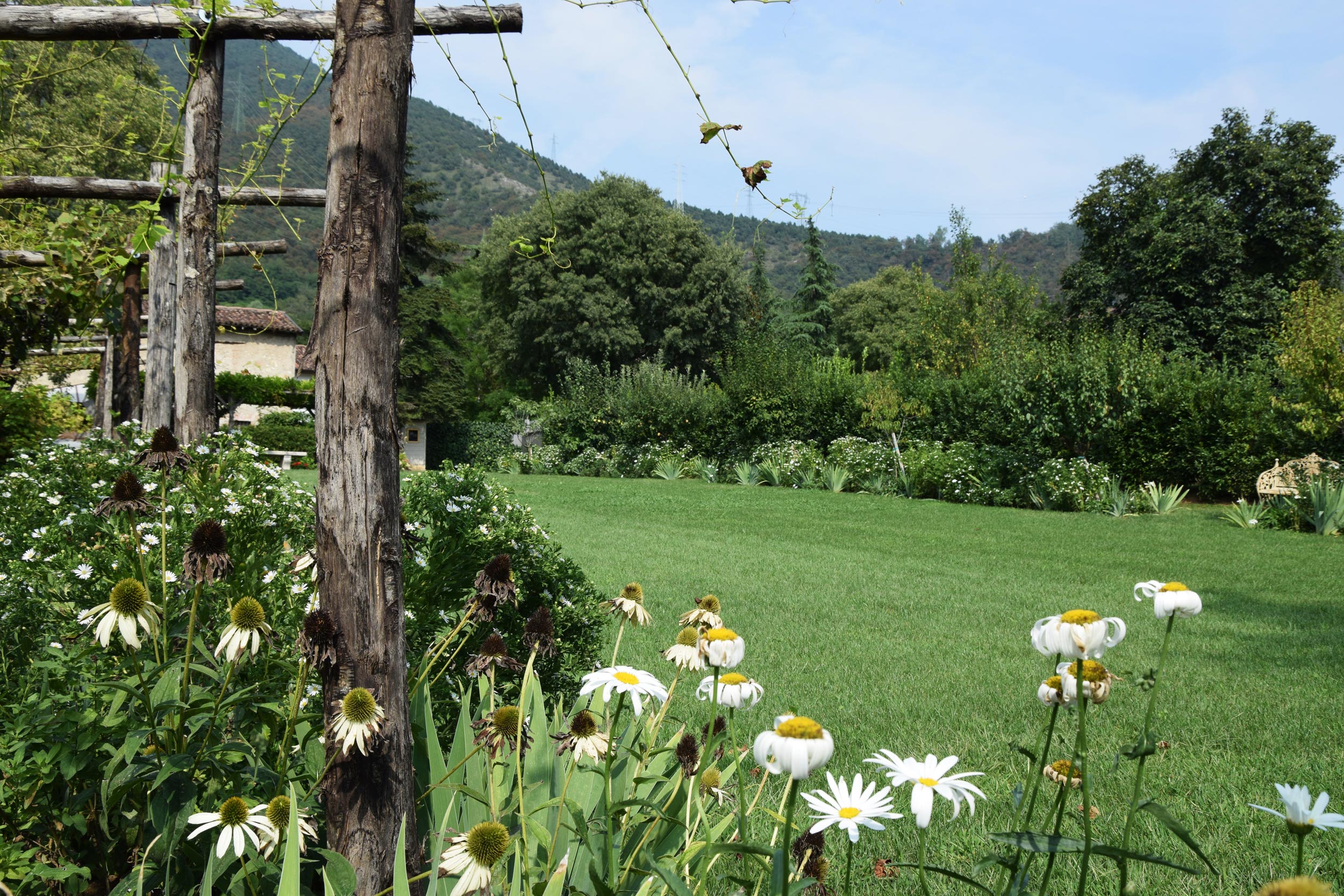 aiuole ebracee perenni, aster pringlei montecassino, Iris dalmatica, echinacea purpurea