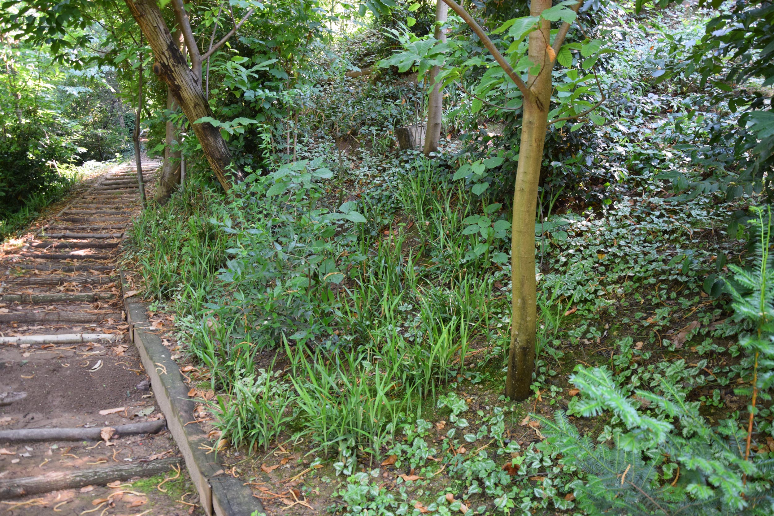 liriope graminifolia, felci