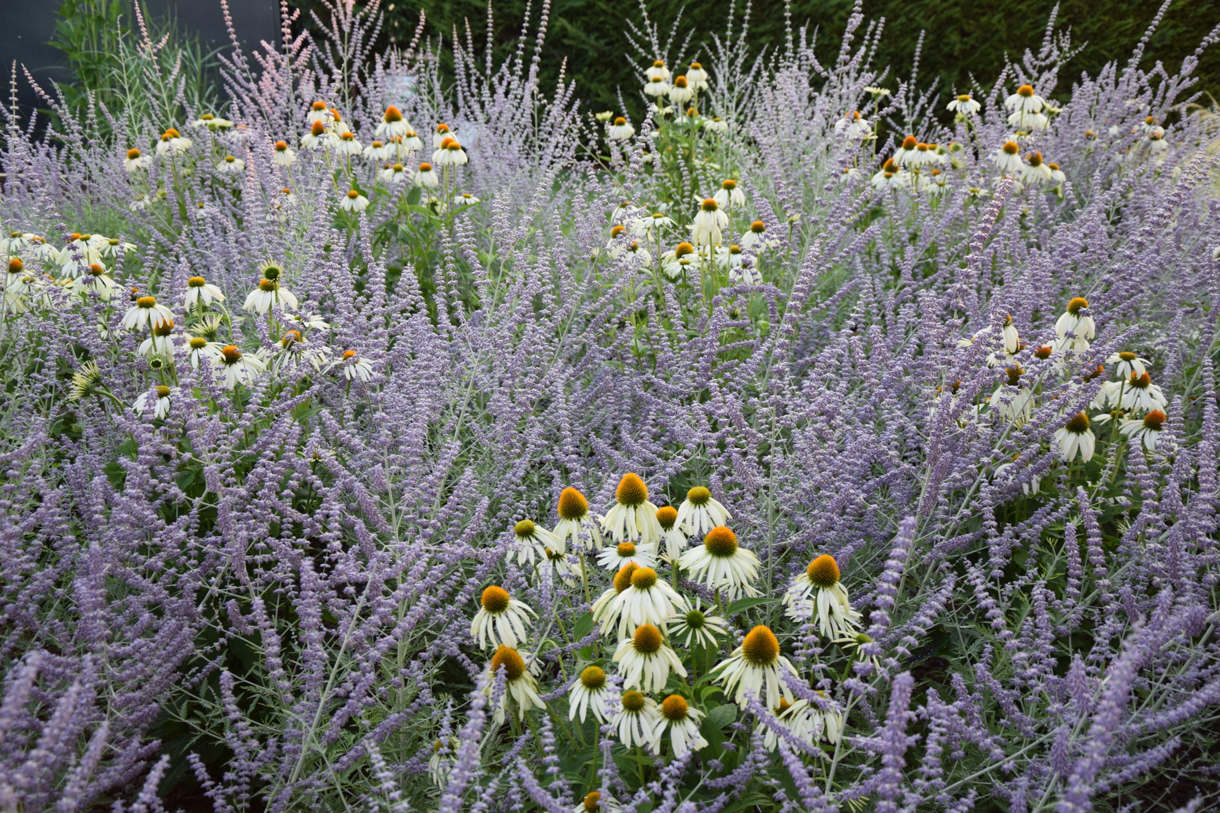 Echinacea purpurea alba, perovskia