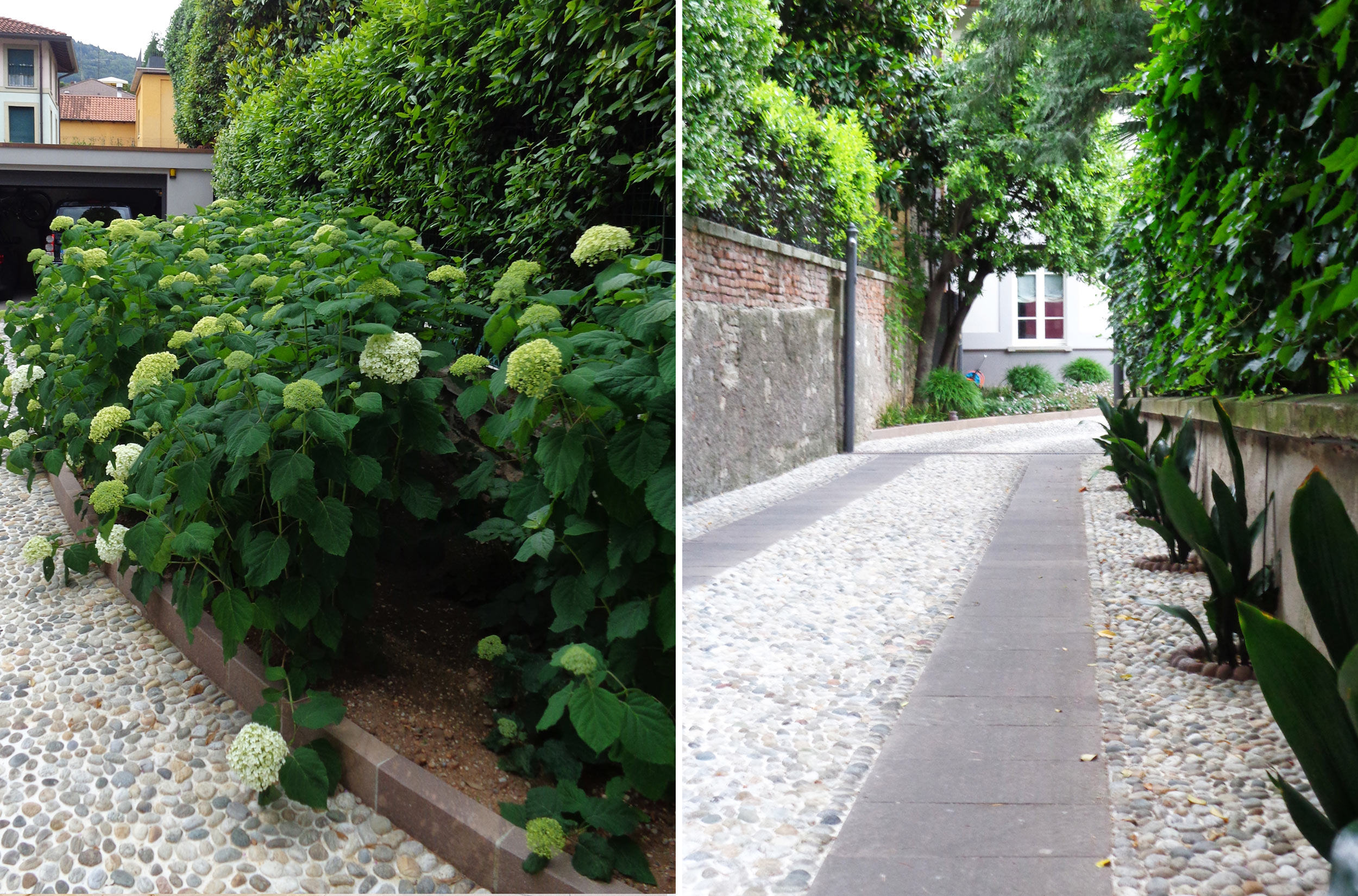 Hydrangea arborescens Annabelle, Aspidistra