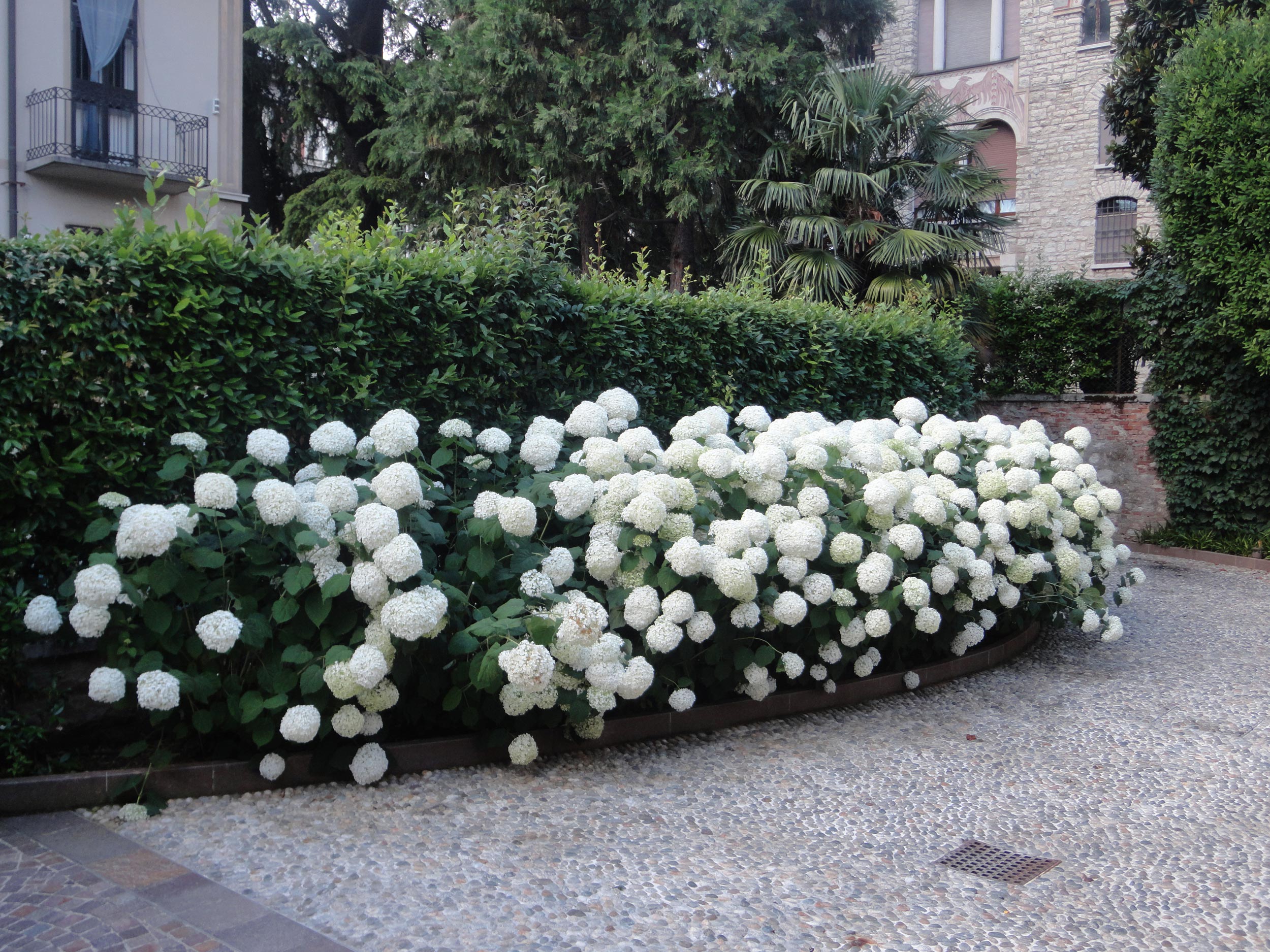 Hydrangea arborescens Annabelle,