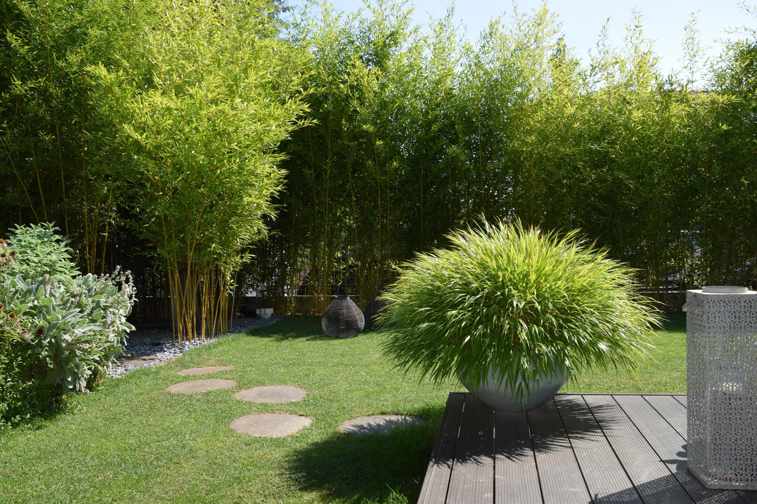 hakonechloa macra, Phyllostachys vivax aureocaulis