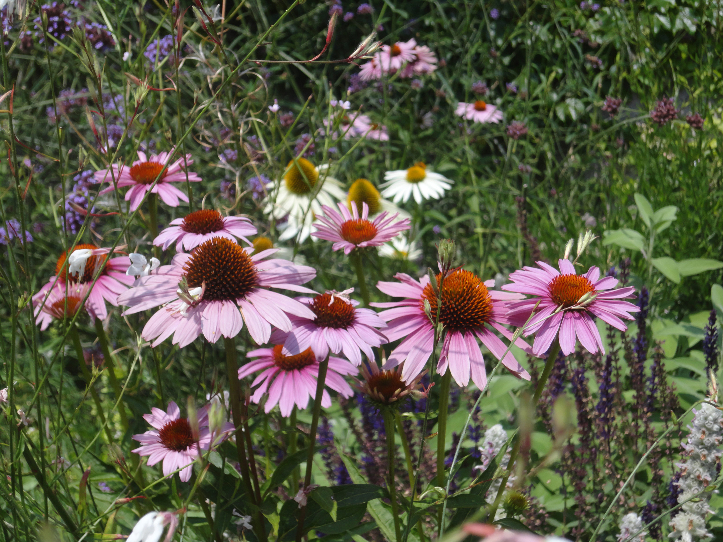 Echinacea purpurea, Verbena bonariensis, salvia nemorosa