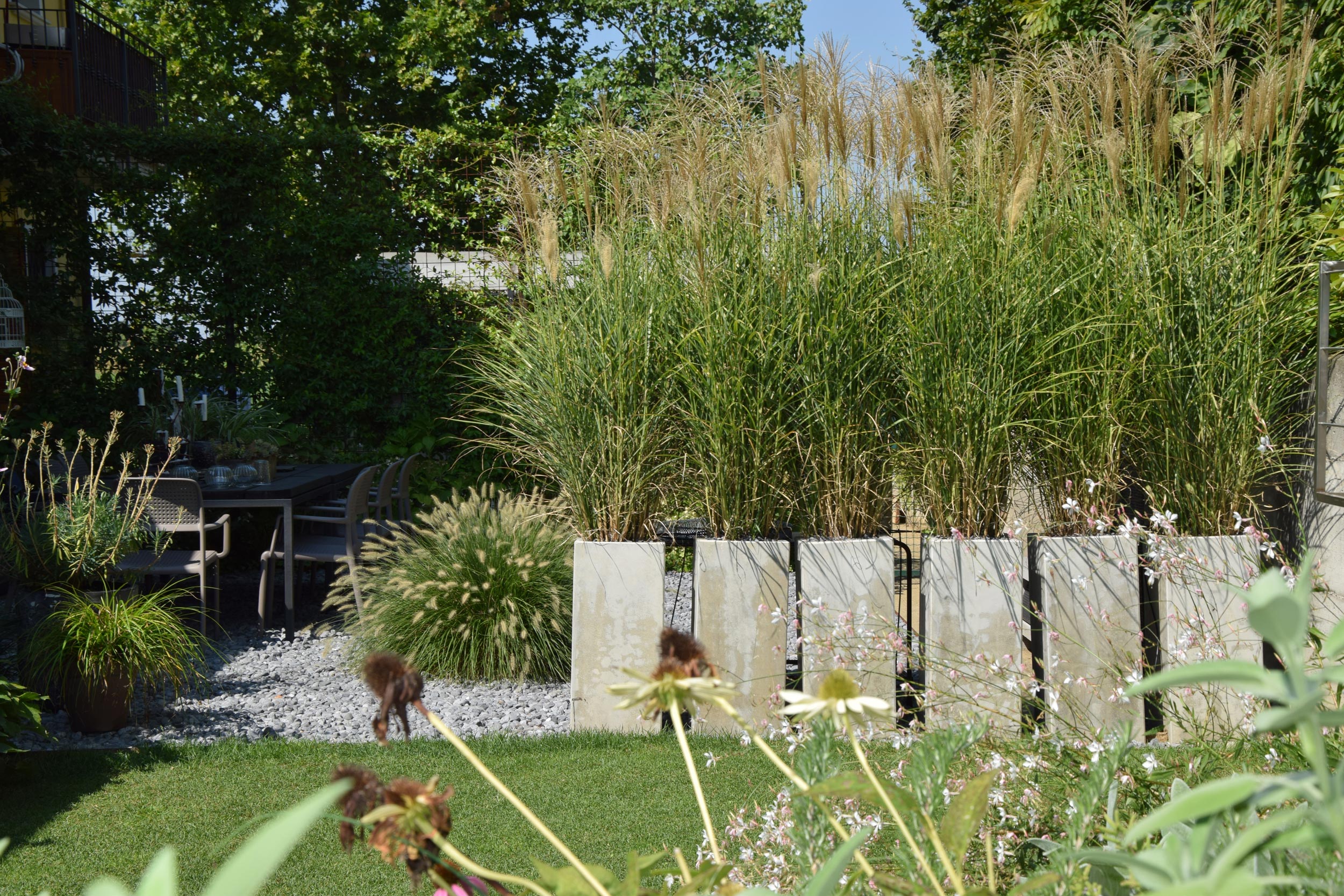 miscanthus sinensis, pennisetum alopecuroides, vasi in cemento