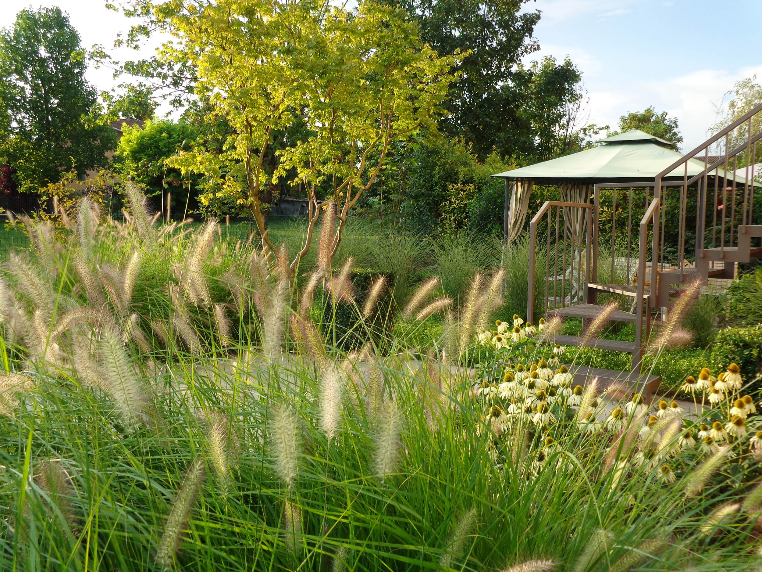Sesleria cerulea, Calamagrostis x acutiflora, Pennisetum alopecuroides, Buxus sempervirens, Miscanthus sinensis, Acer japonicum, Lippia nodiflora, Echinacea purpurea, Carpinus betulus, Poa pratensis, graminacee