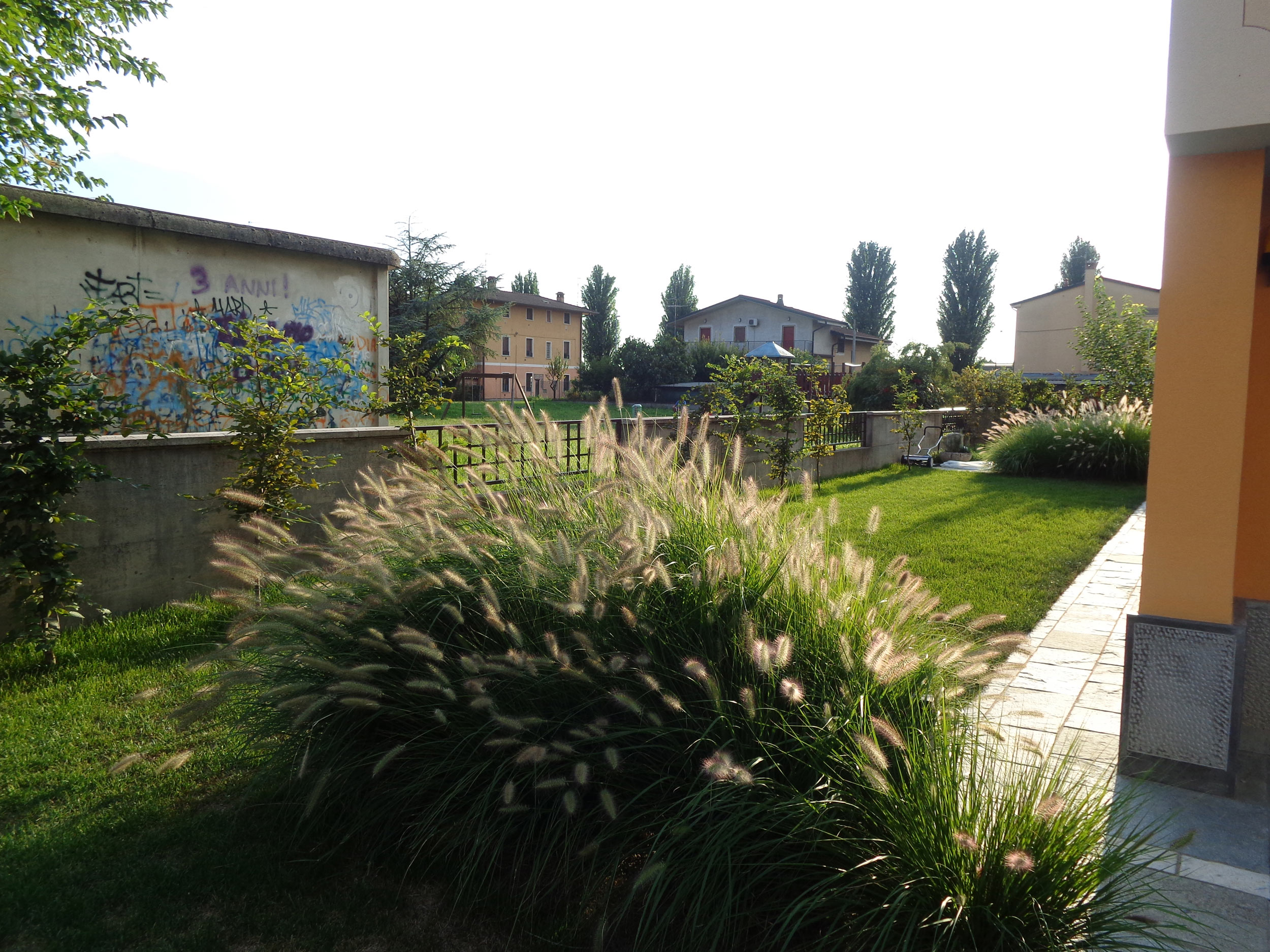 Sesleria cerulea, Calamagrostis x acutiflora, Pennisetum alopecuroides, Buxus sempervirens, Miscanthus sinensis, Acer japonicum, Lippia nodiflora, Echinacea purpurea, Carpinus betulus, Poa pratensis, graminacee