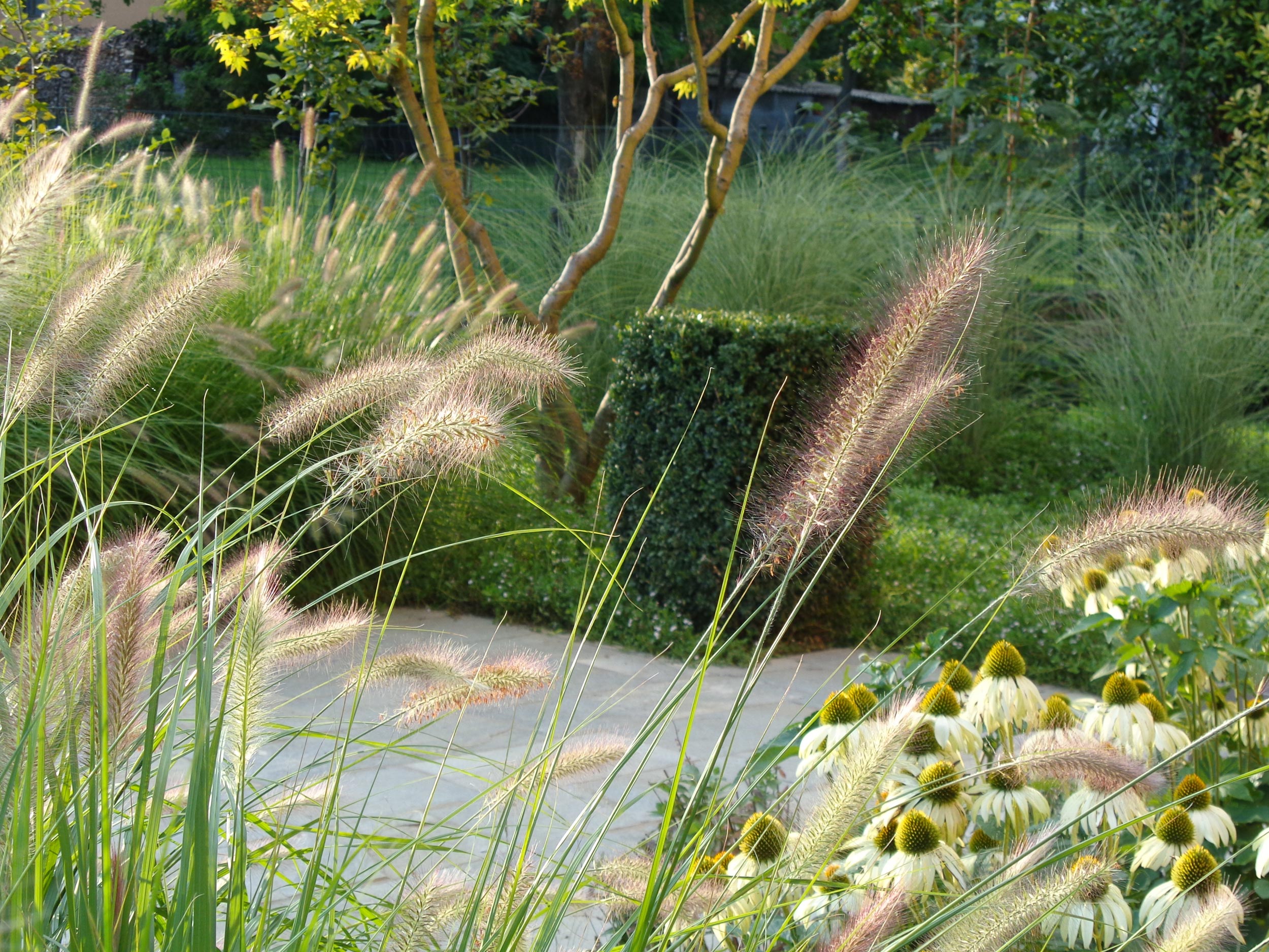 Sesleria cerulea, Calamagrostis x acutiflora, Pennisetum alopecuroides, Buxus sempervirens, Miscanthus sinensis, Acer japonicum, Lippia nodiflora, Echinacea purpurea, Carpinus betulus, Poa pratensis, graminacee