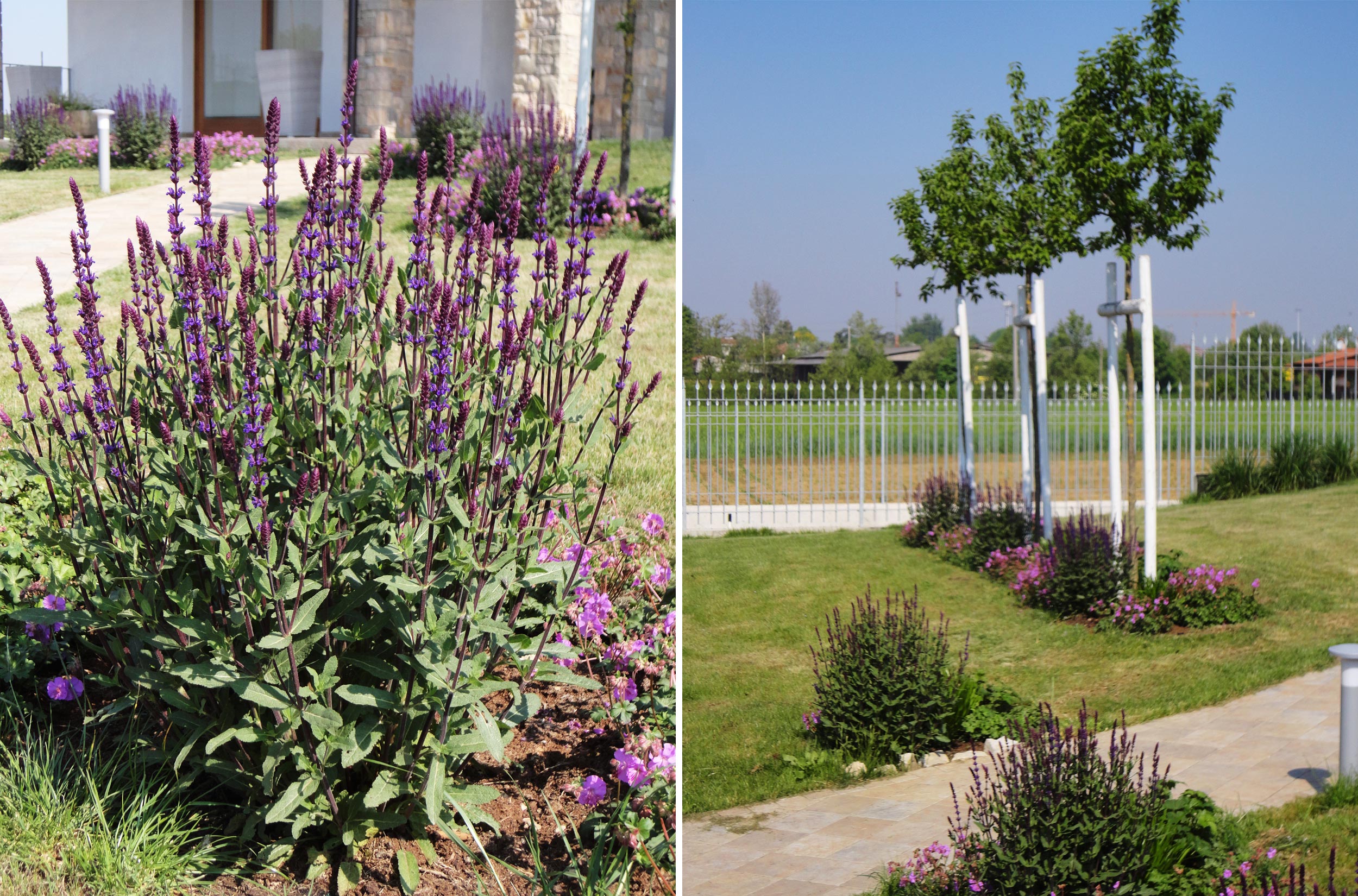 Salvia nemorosa, Geranium x cantabrigense, 