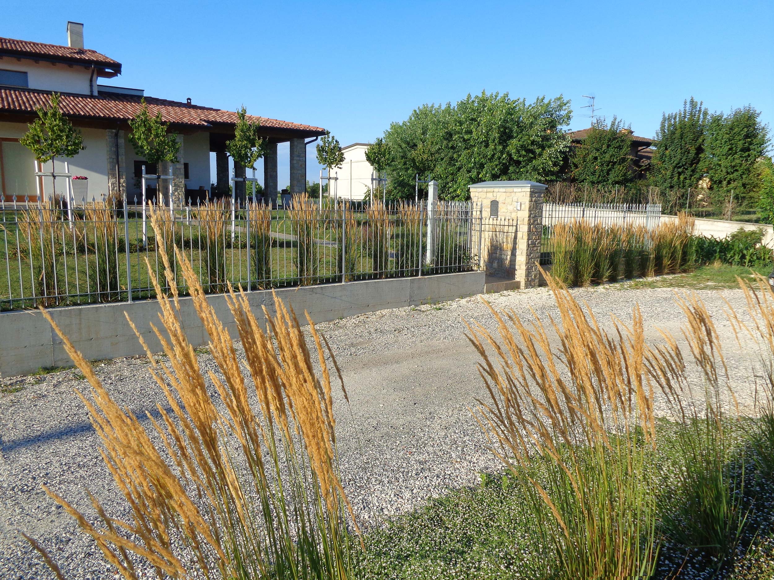 Calamagrostis x acutiflora