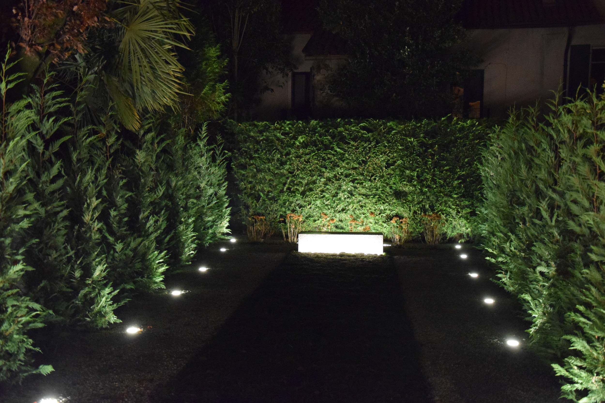 by night, lights, convallaria nana, cupressus leylandii
