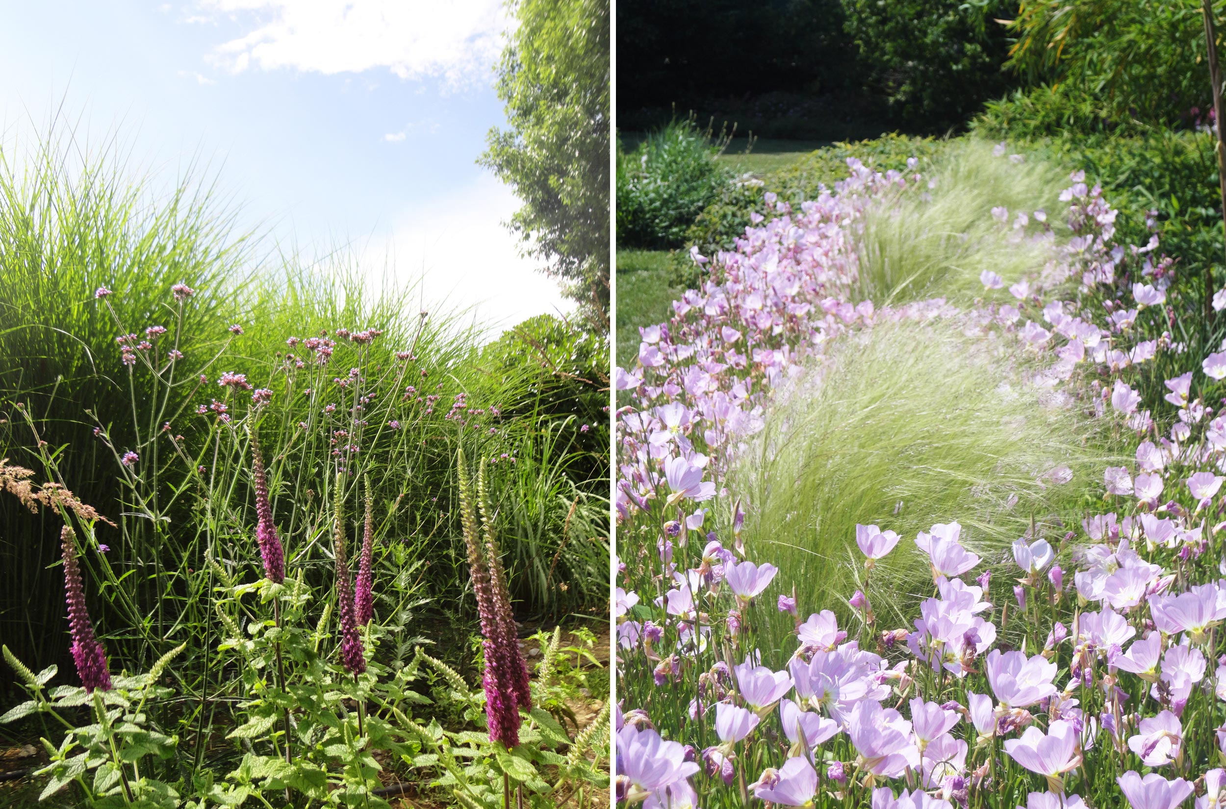 teucrium hircanicum, miscanthus sinensis, stipa tenuissima, aree in pieno sole senza irrigazione 