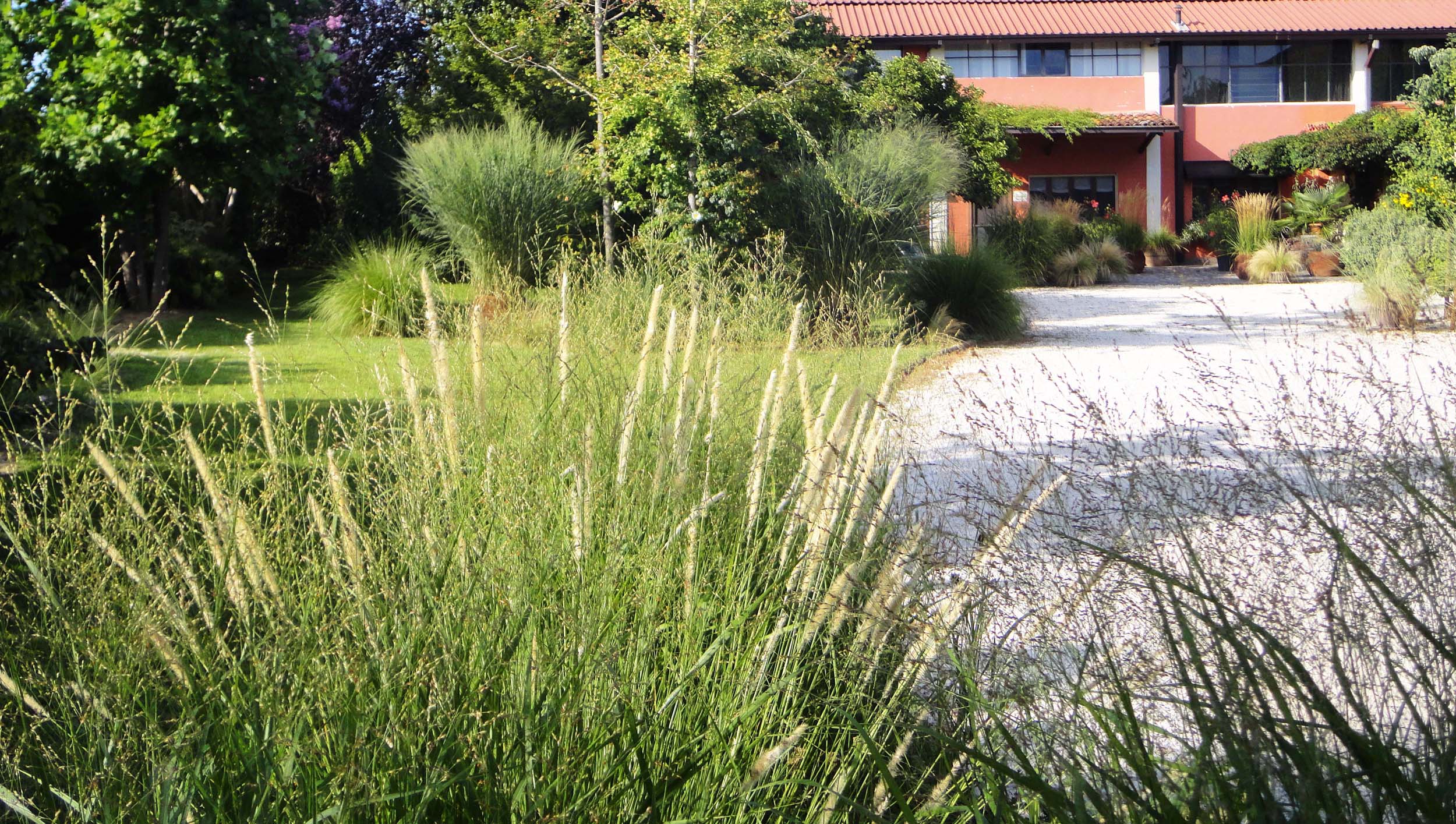 miscanthus sinensis, area ex-artigianale, aree in pieno sole senza irrigazione