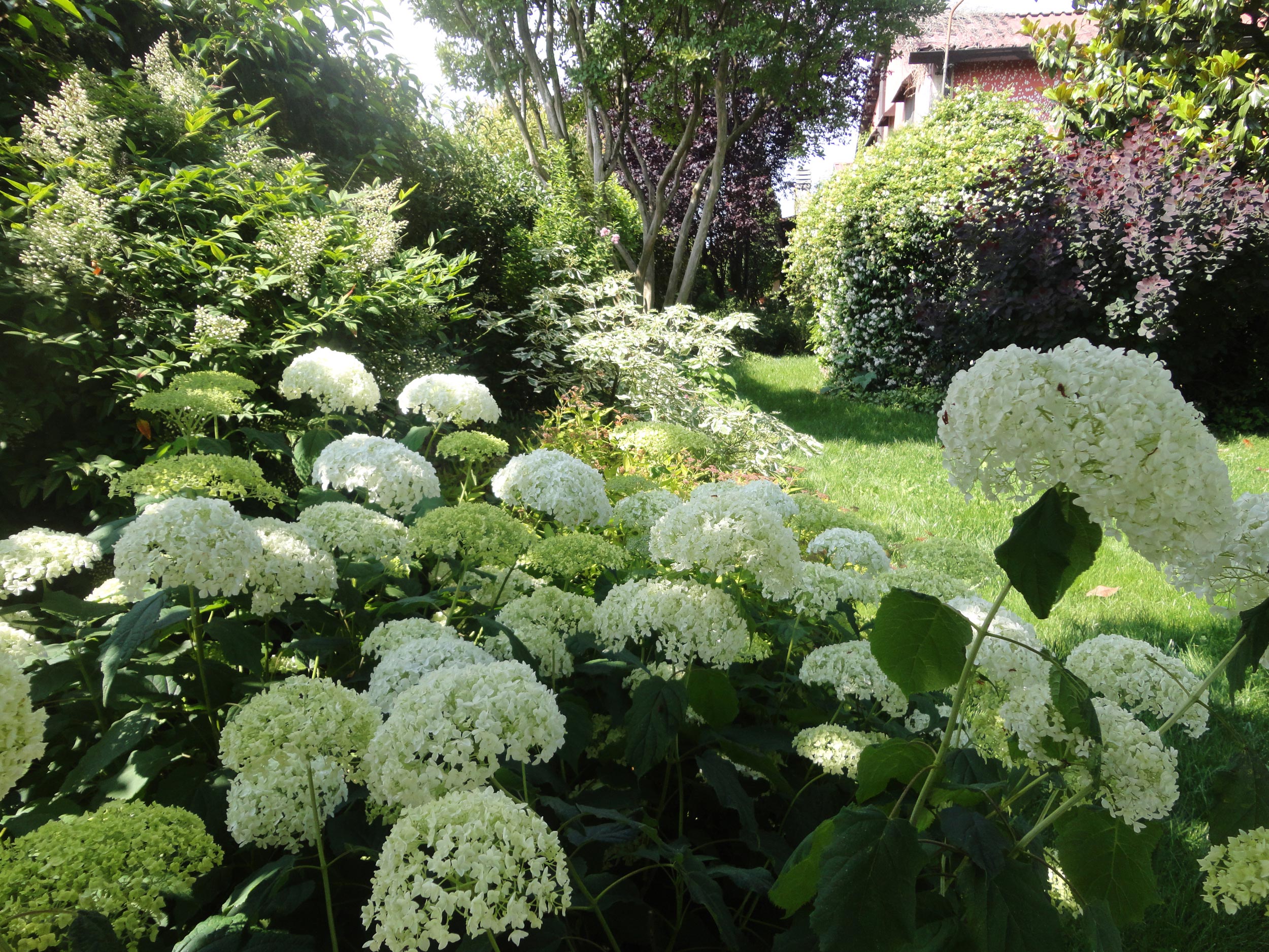 Hydrangea arborescens Annabelle, zone ombrose