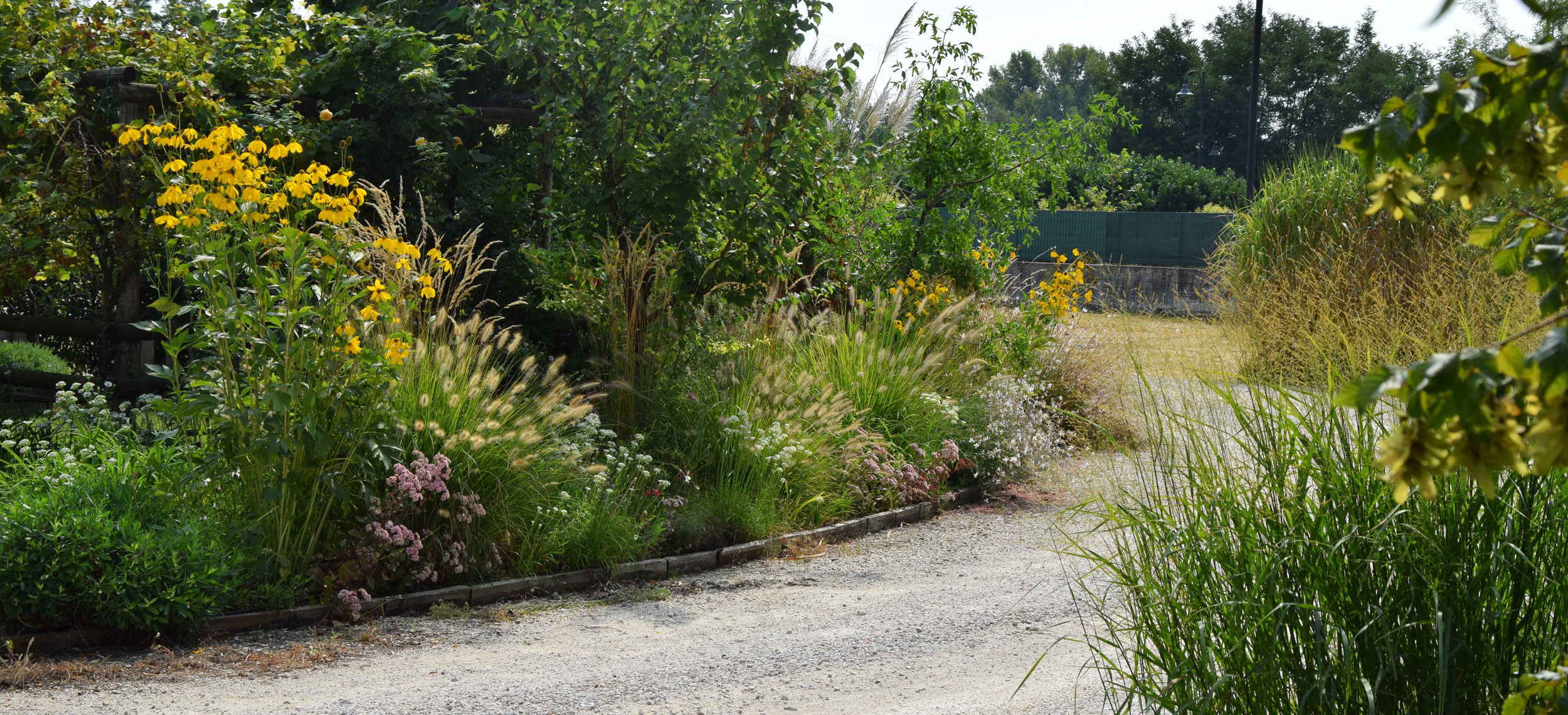 Pennisetum alopecuroides, rudbeckia, sedum Matrona, Miscanthus