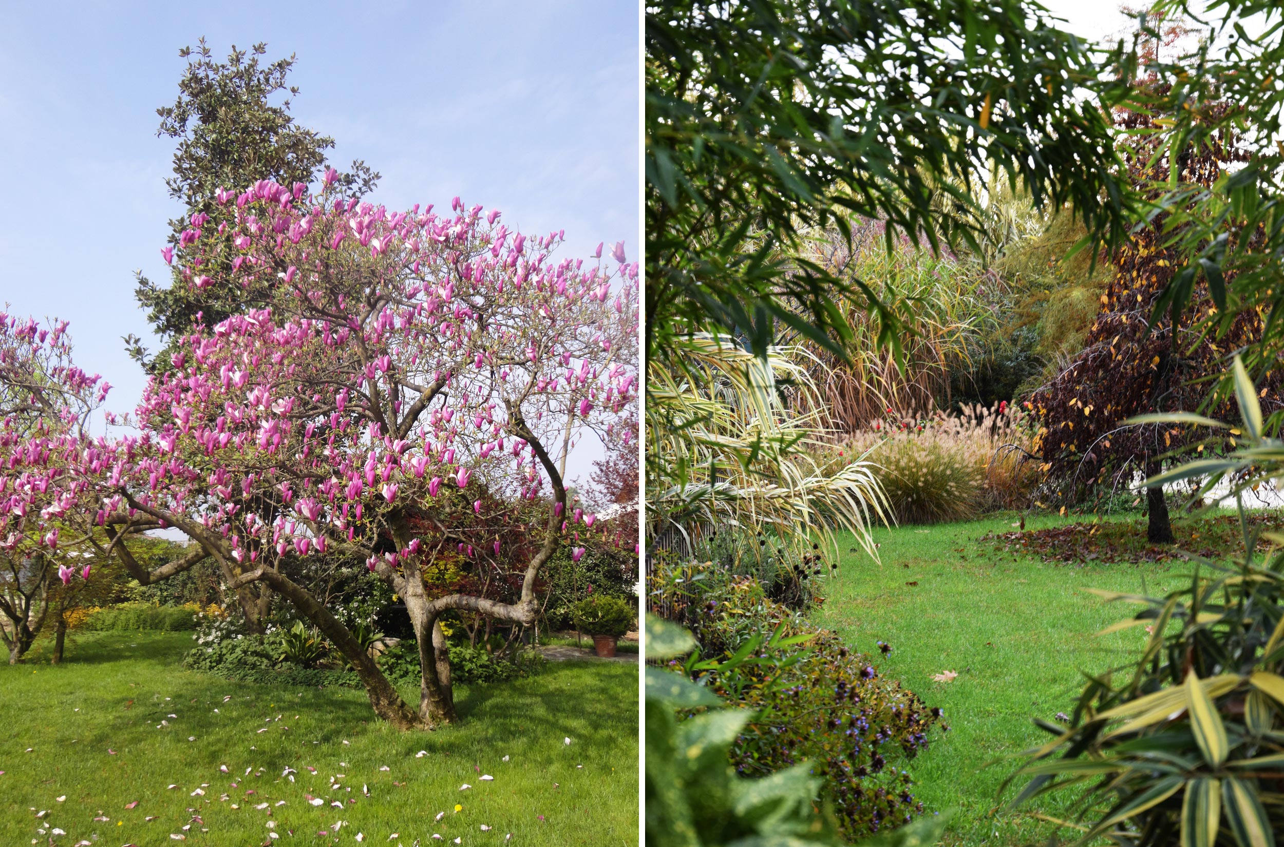 area ex-artigianale, aree in pieno sole senza irrigazione, magnolia