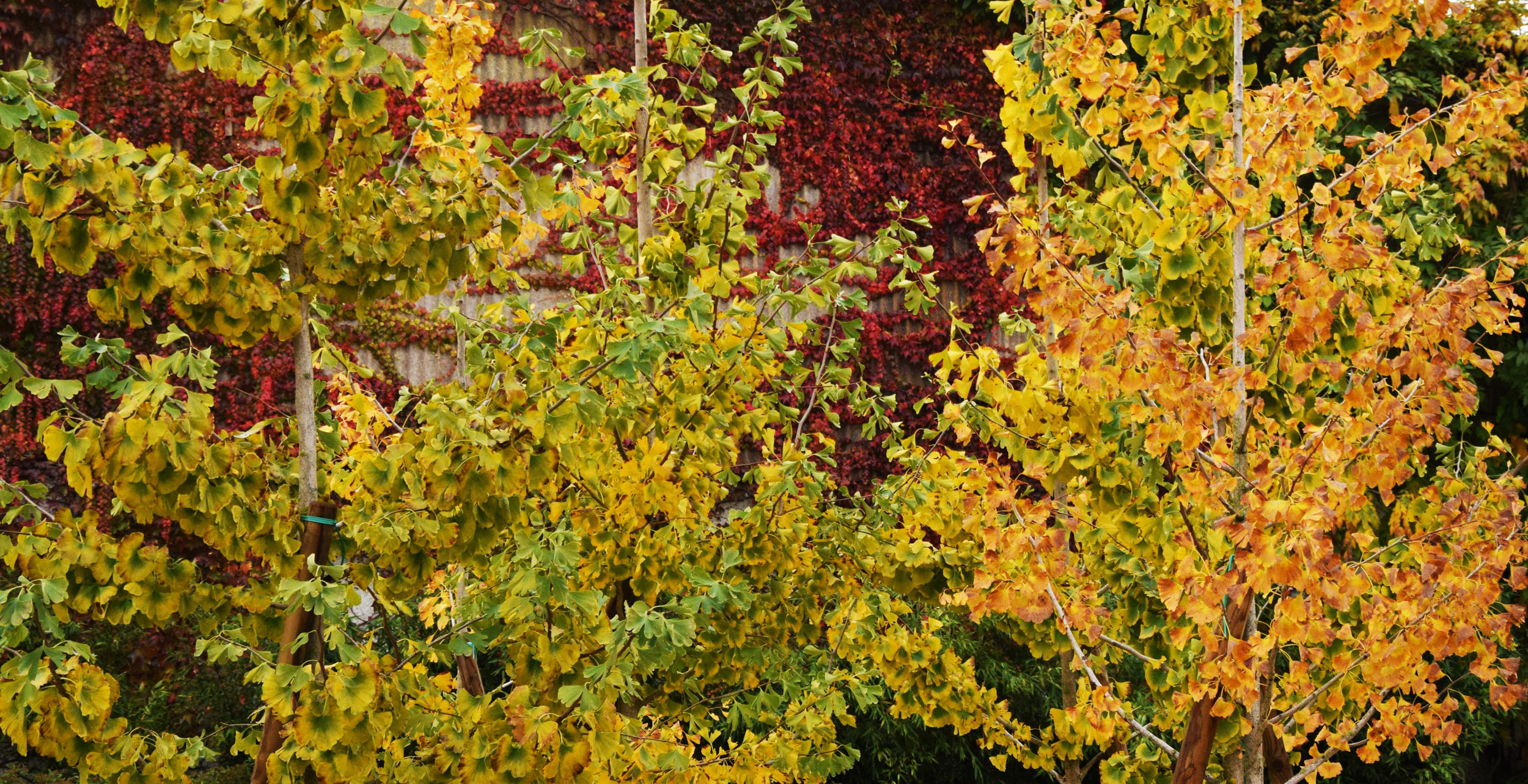 ginkgo biloba, area ex-artigianale, aree in pieno sole senza irrigazione