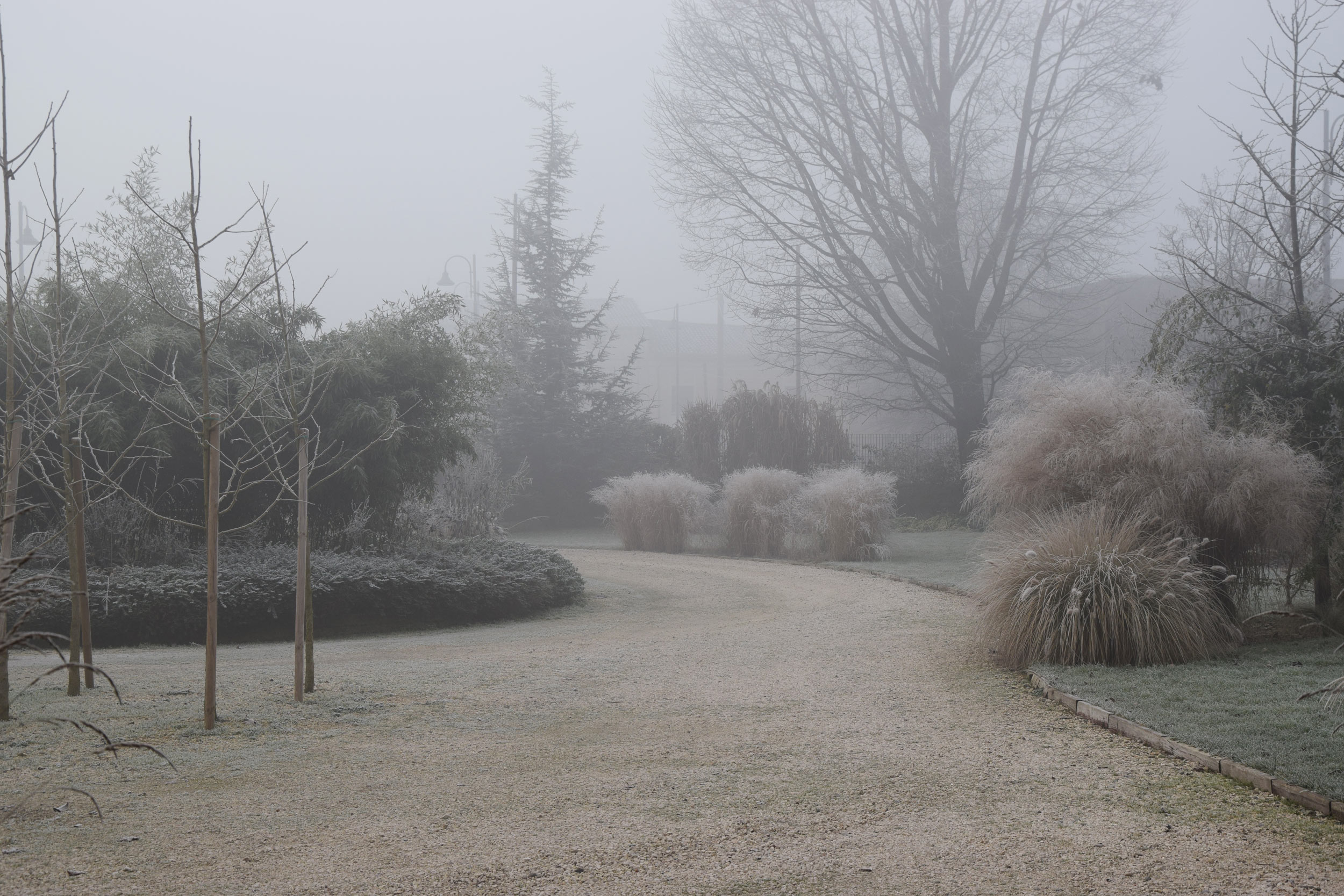 area ex-artigianale, aree in pieno sole senza irrigazione, graminacee, winter time, brina, inverno