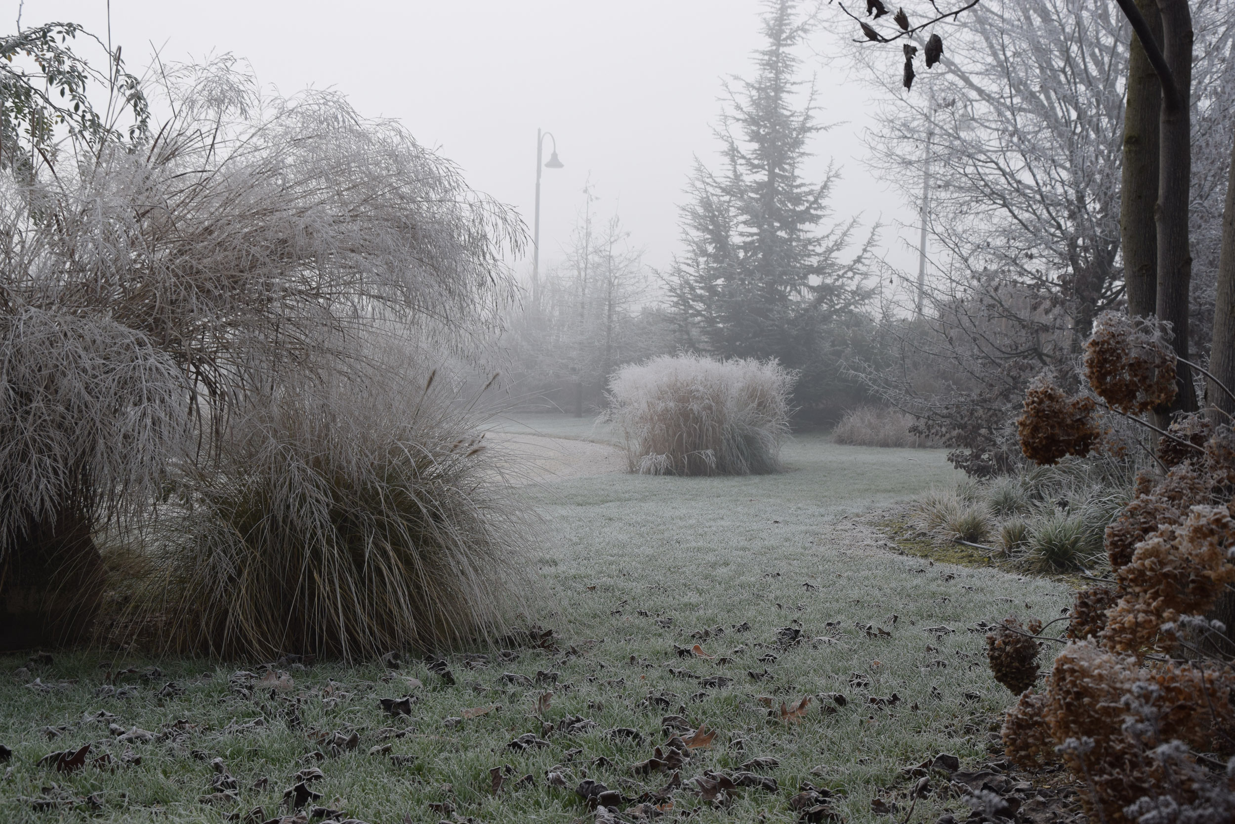 graminacee, erbacee perenni, miscanthus sinensis, wintertime, brina, inverno