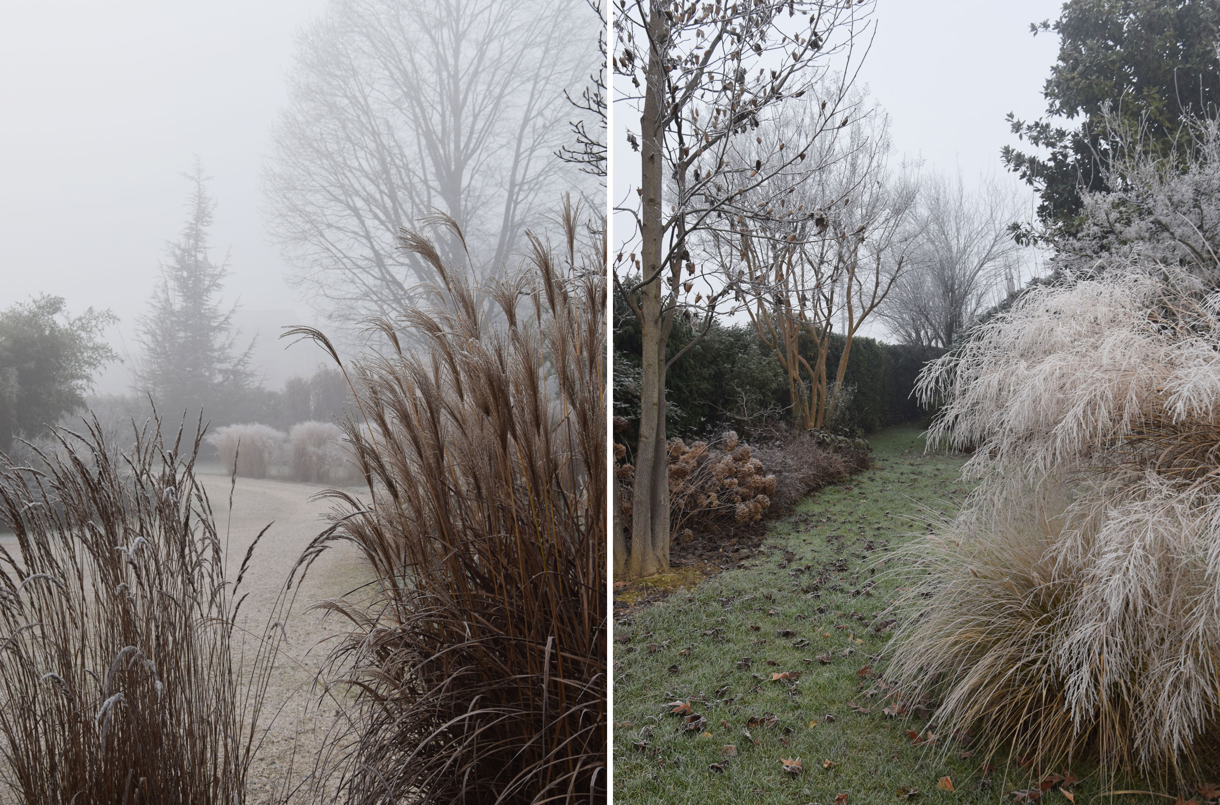 graminacee, erbacee perenni, miscanthus sinensis, wintertime, brina, inverno