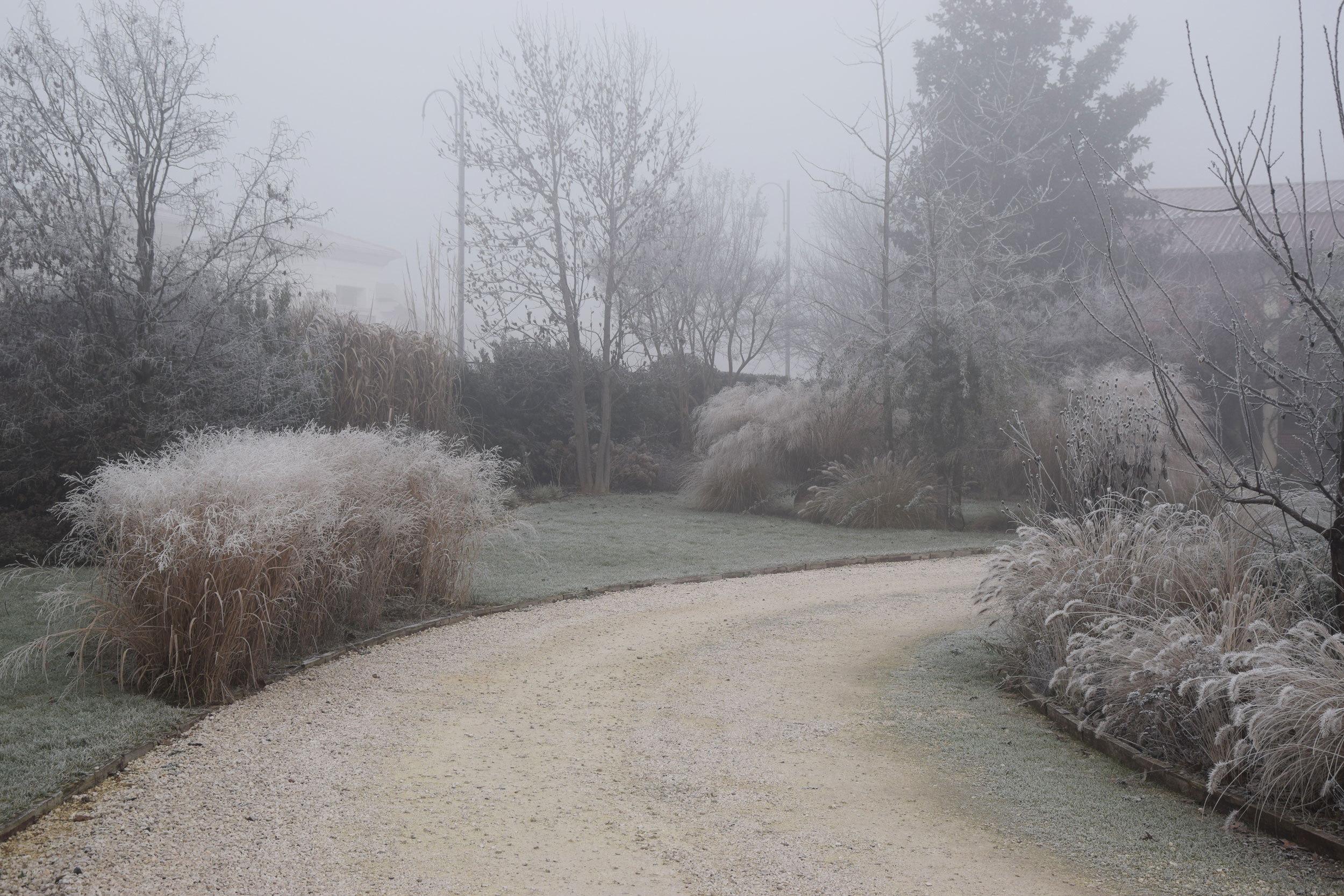 graminacee, erbacee perenni, miscanthus sinensis, wintertime, brina, inverno