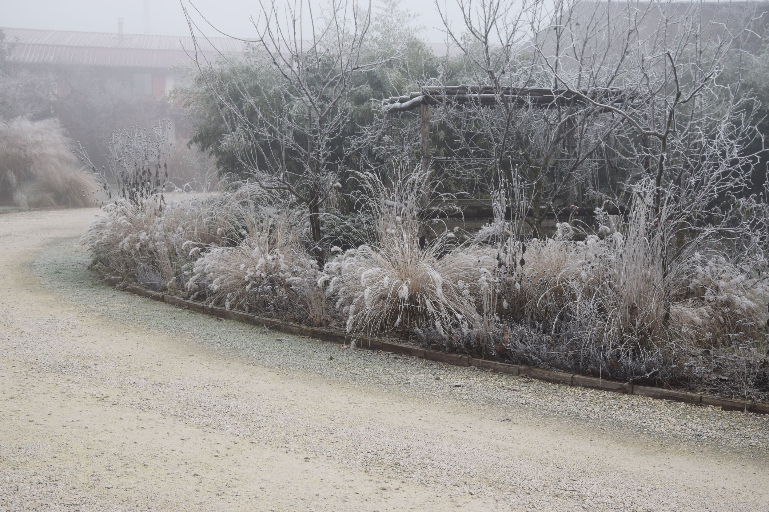 graminacee, erbacee perenni, miscanthus sinensis, wintertime, brina, inverno