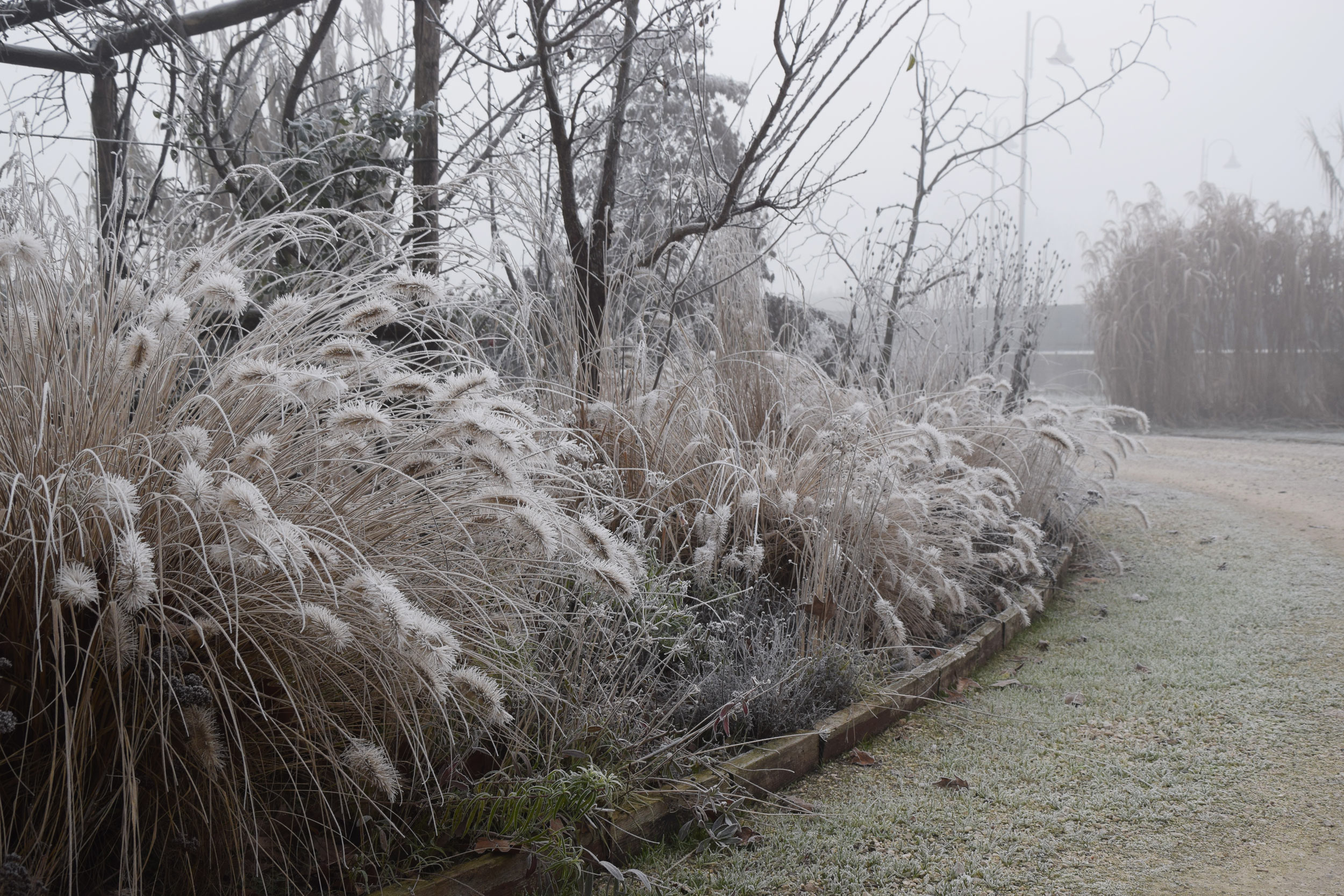 graminacee, erbacee perenni, miscanthus sinensis, pennisetum alopecuroides, wintertime, brina, inverno