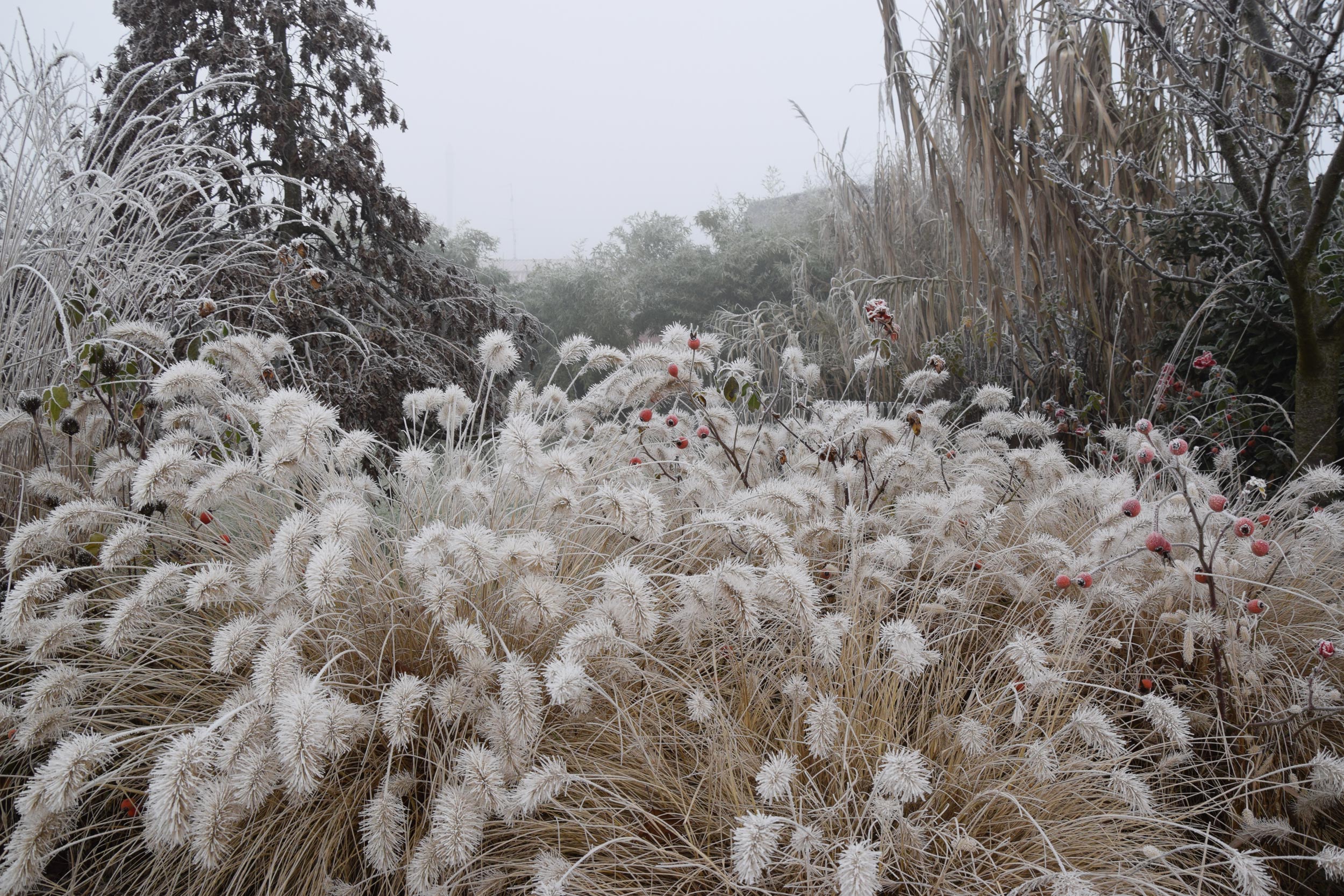 Pennisetum alopecuroides, wintertime, brina, bacche, inverno